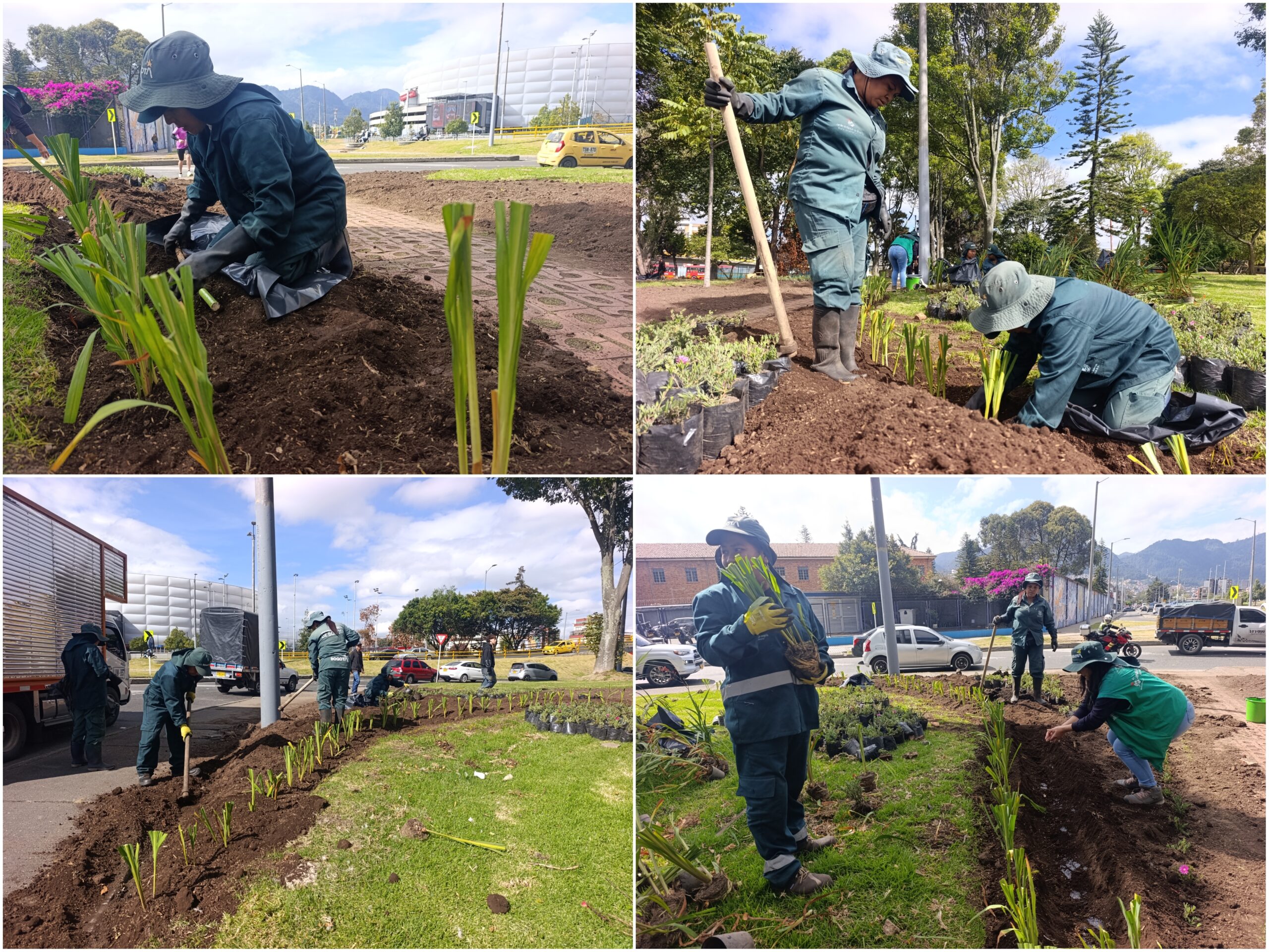 Historias del verde urbano: ¡Reviven las jardineras de la oreja de la calle 63 con carrera 30!