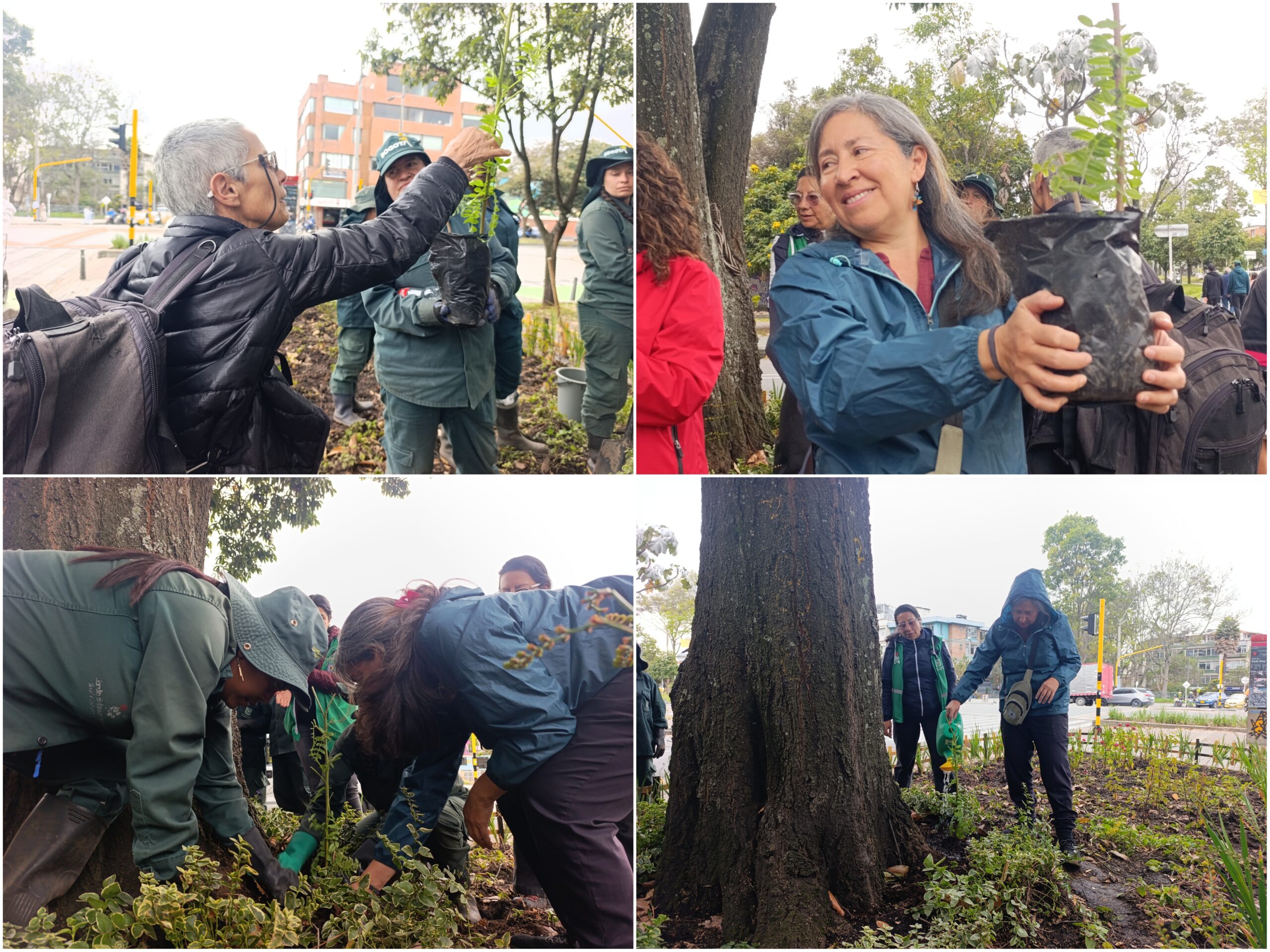 Historias del verde urbano: ¡La Mutisia llegó a tres bosques urbanos de Bogotá! Historias del verde urbano: ¡La Mutisia llegó a tres bosques urbanos de Bogotá!