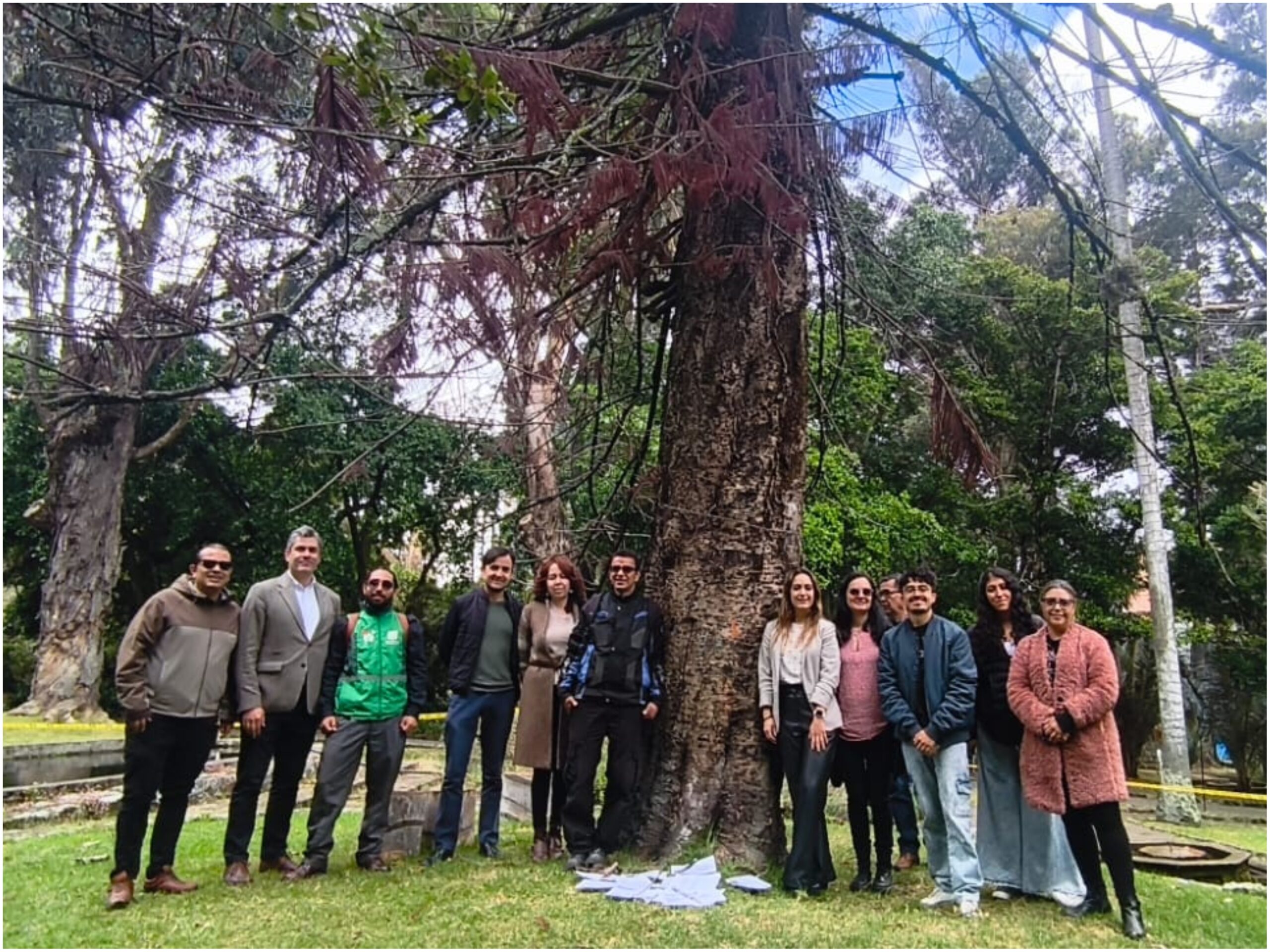 Historias del verde urbano: “Las raíces permanecen en la memoria”: un ritual de despedida a uno de los gigantes verdes de Chapinero Historias del verde urbano: “Las raíces permanecen en la memoria”: un ritual de despedida a uno de los gigantes verdes de Chapinero