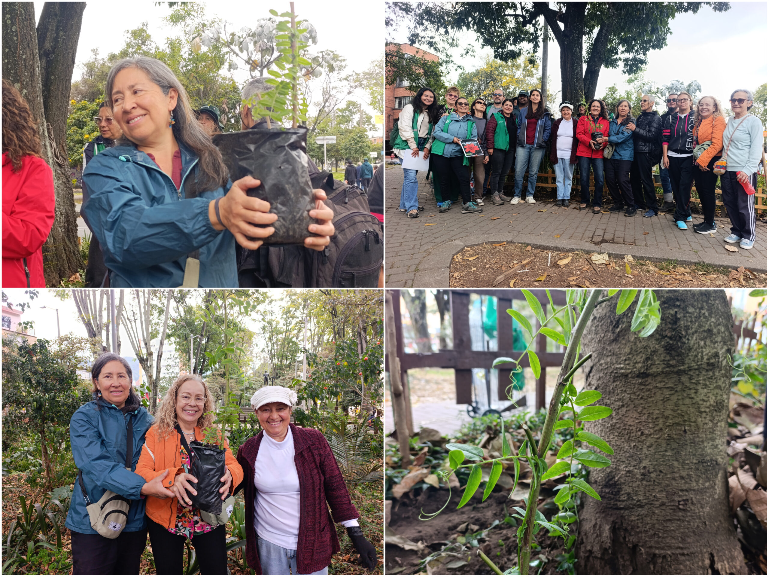 Historias del verde urbano: ¡Así fue la toma de la Mutisia en los bosques urbanos de Bogotá! Historias del verde urbano: ¡Así fue la toma de la Mutisia en los bosques urbanos de Bogotá!