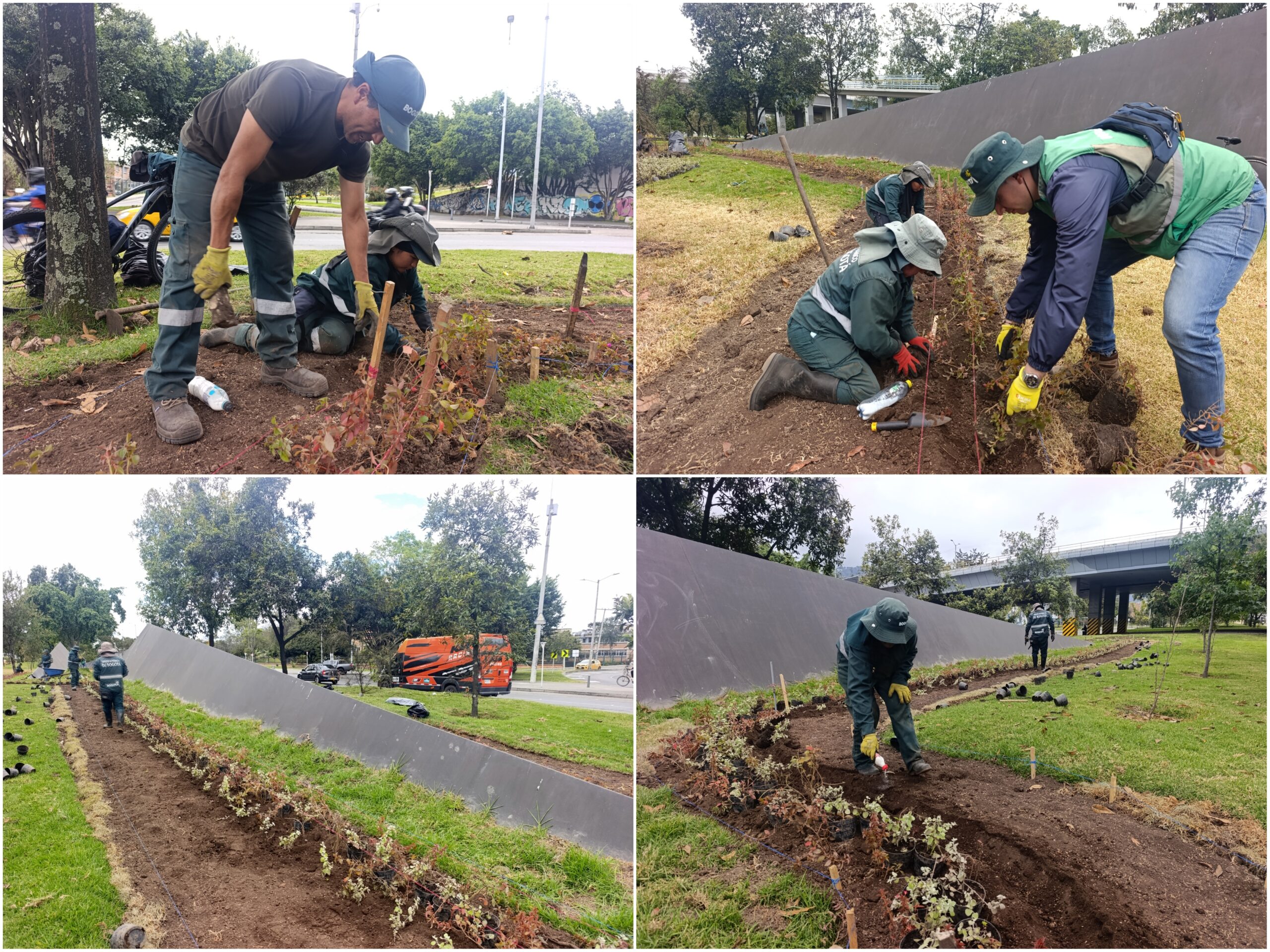 Historias del verde urbano: ¡El nuevo río floral que fluye por la calle 26!