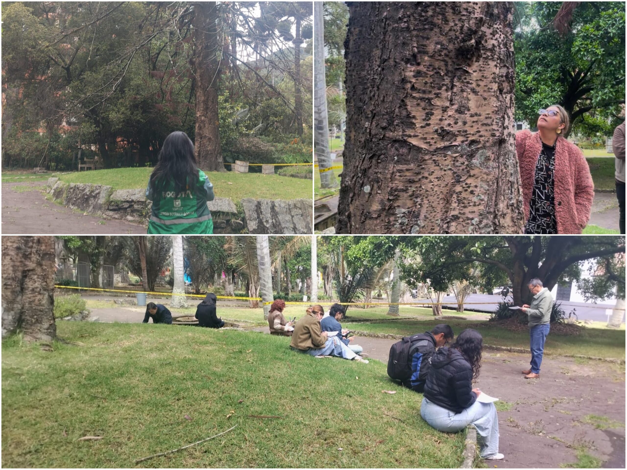 Historias del verde urbano: “Las raíces permanecen en la memoria”: un ritual de despedida a uno de los gigantes verdes de Chapinero Historias del verde urbano: “Las raíces permanecen en la memoria”: un ritual de despedida a uno de los gigantes verdes de Chapinero