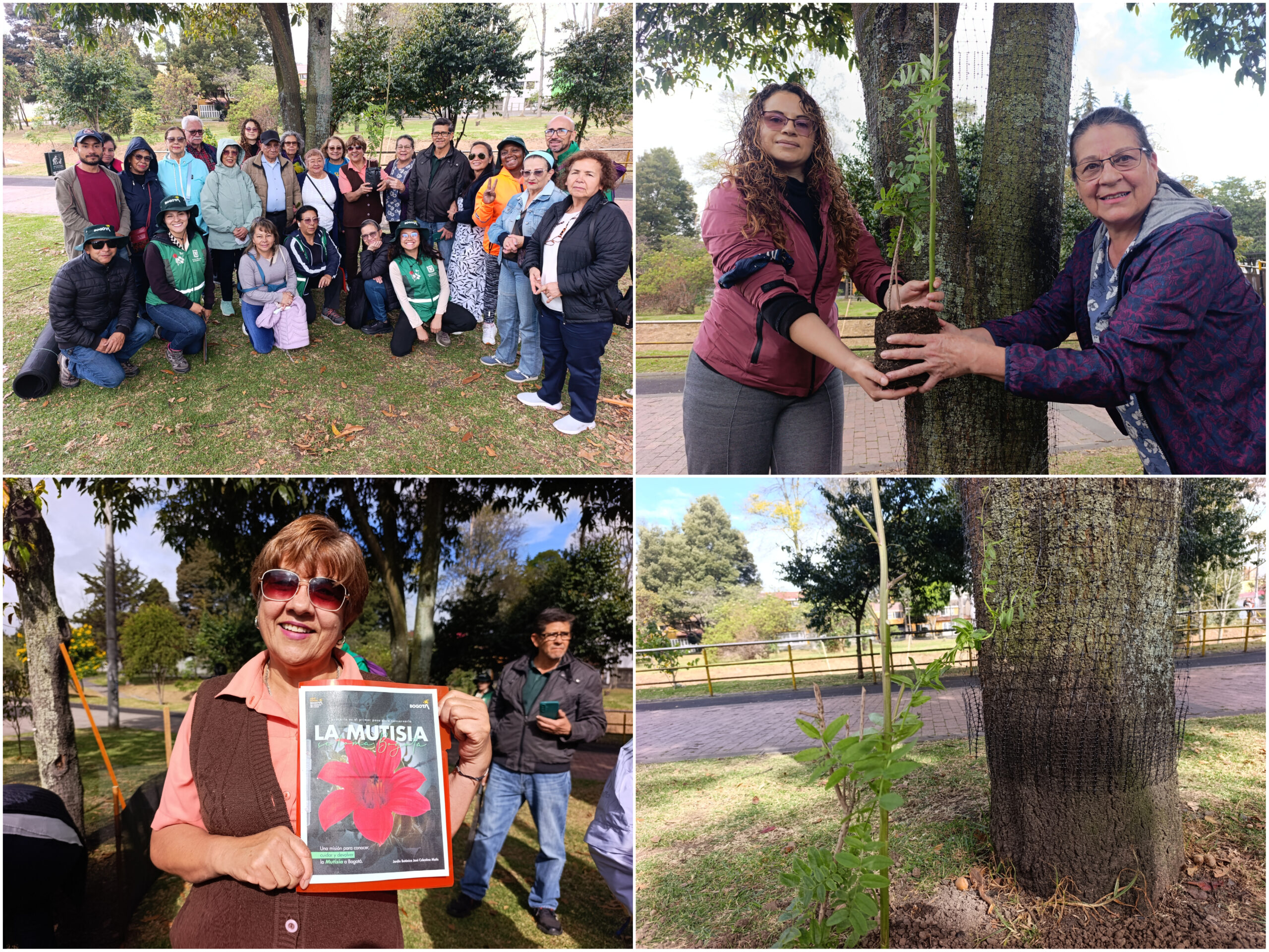 Historias del verde urbano: ¡Así fue la toma de la Mutisia en los bosques urbanos de Bogotá! Historias del verde urbano: ¡Así fue la toma de la Mutisia en los bosques urbanos de Bogotá!