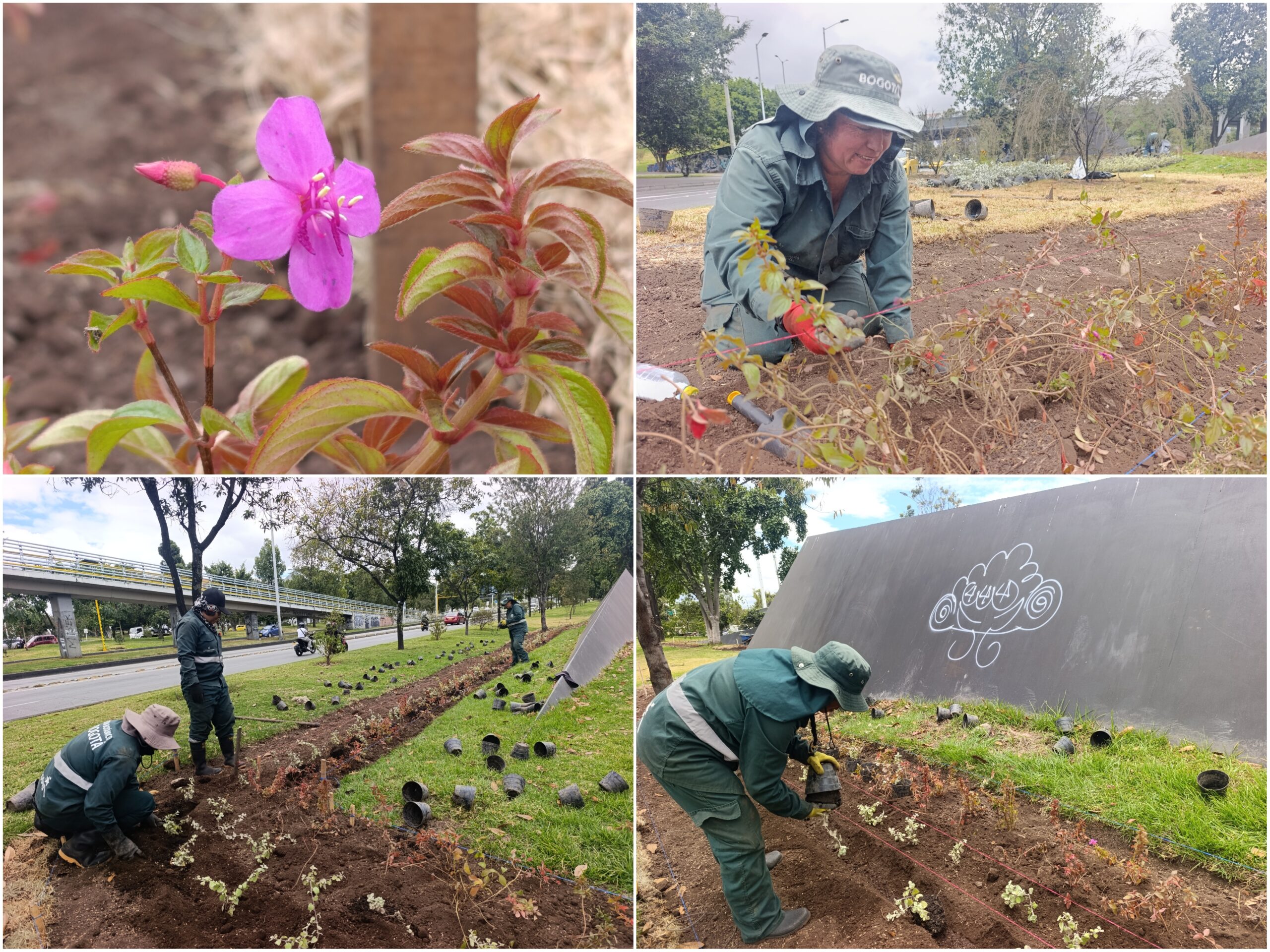 Historias del verde urbano: ¡El nuevo río floral que fluye por la calle 26!
