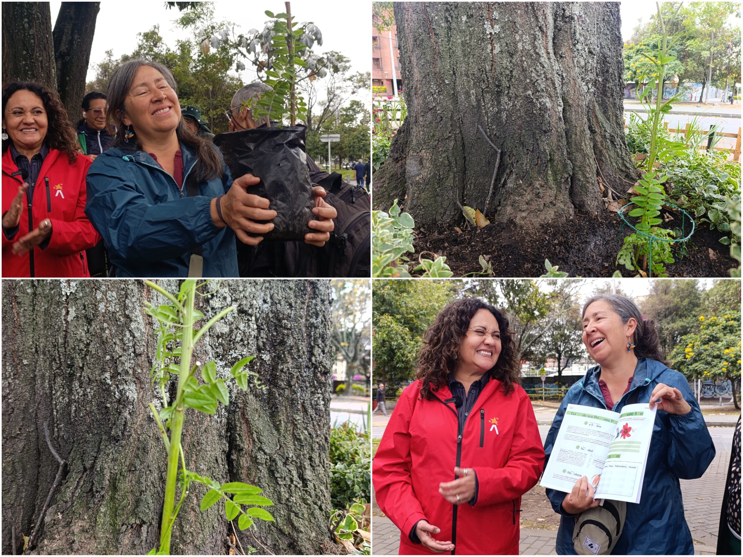 Historias del verde urbano: ¡La Mutisia llegó a tres bosques urbanos de Bogotá! Historias del verde urbano: ¡La Mutisia llegó a tres bosques urbanos de Bogotá!