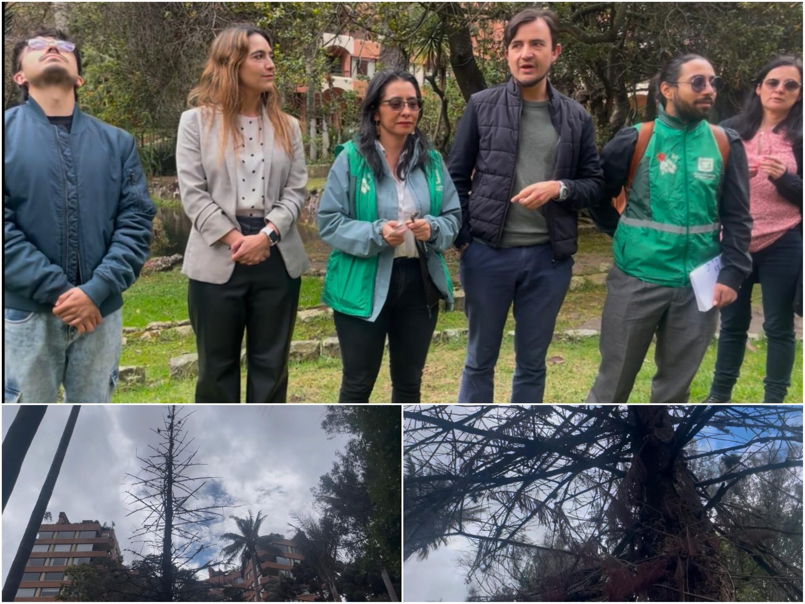 Historias del verde urbano: “Las raíces permanecen en la memoria”: un ritual de despedida a uno de los gigantes verdes de Chapinero Historias del verde urbano: “Las raíces permanecen en la memoria”: un ritual de despedida a uno de los gigantes verdes de Chapinero