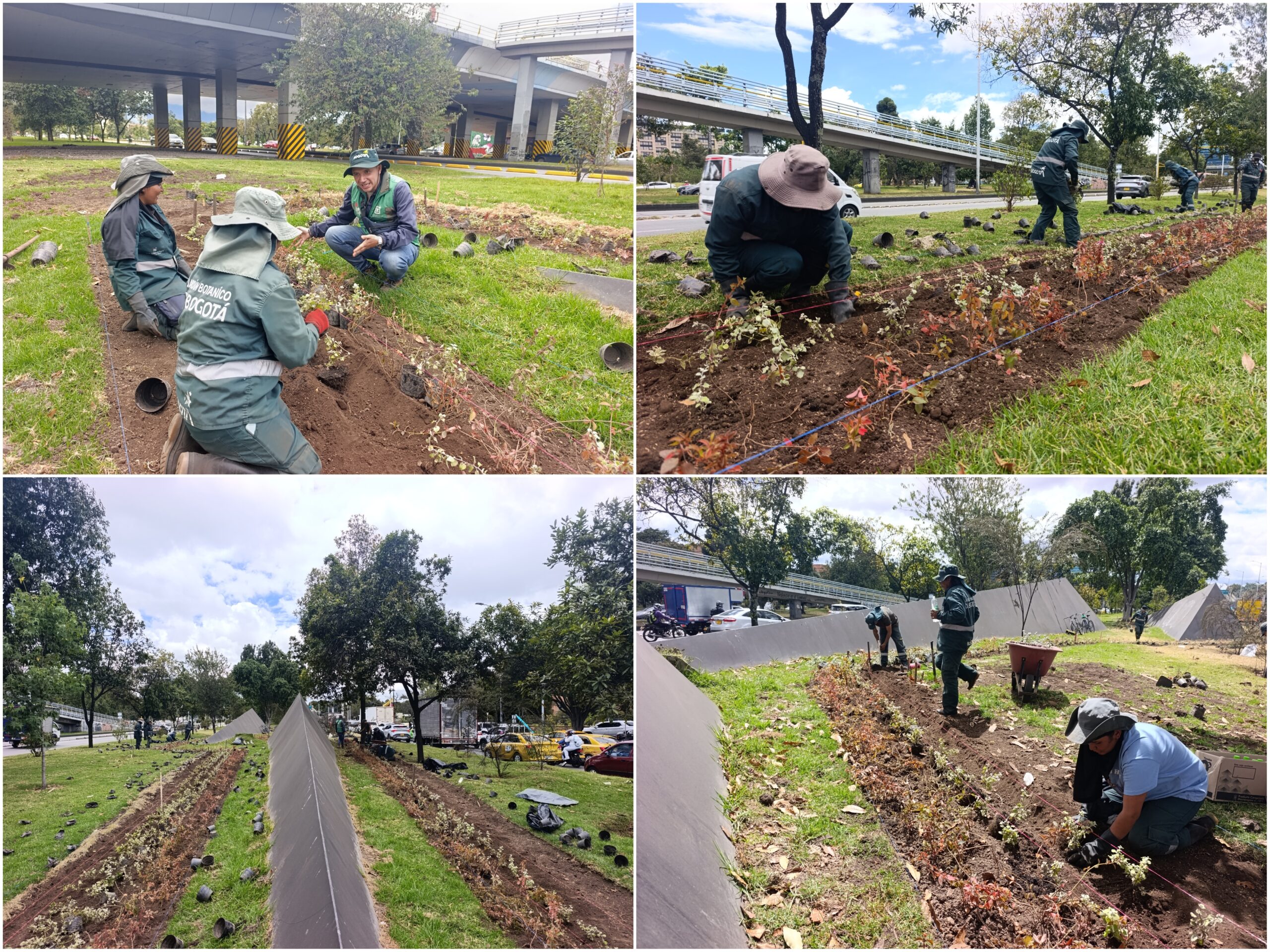 Historias del verde urbano: ¡El nuevo río floral que fluye por la calle 26!