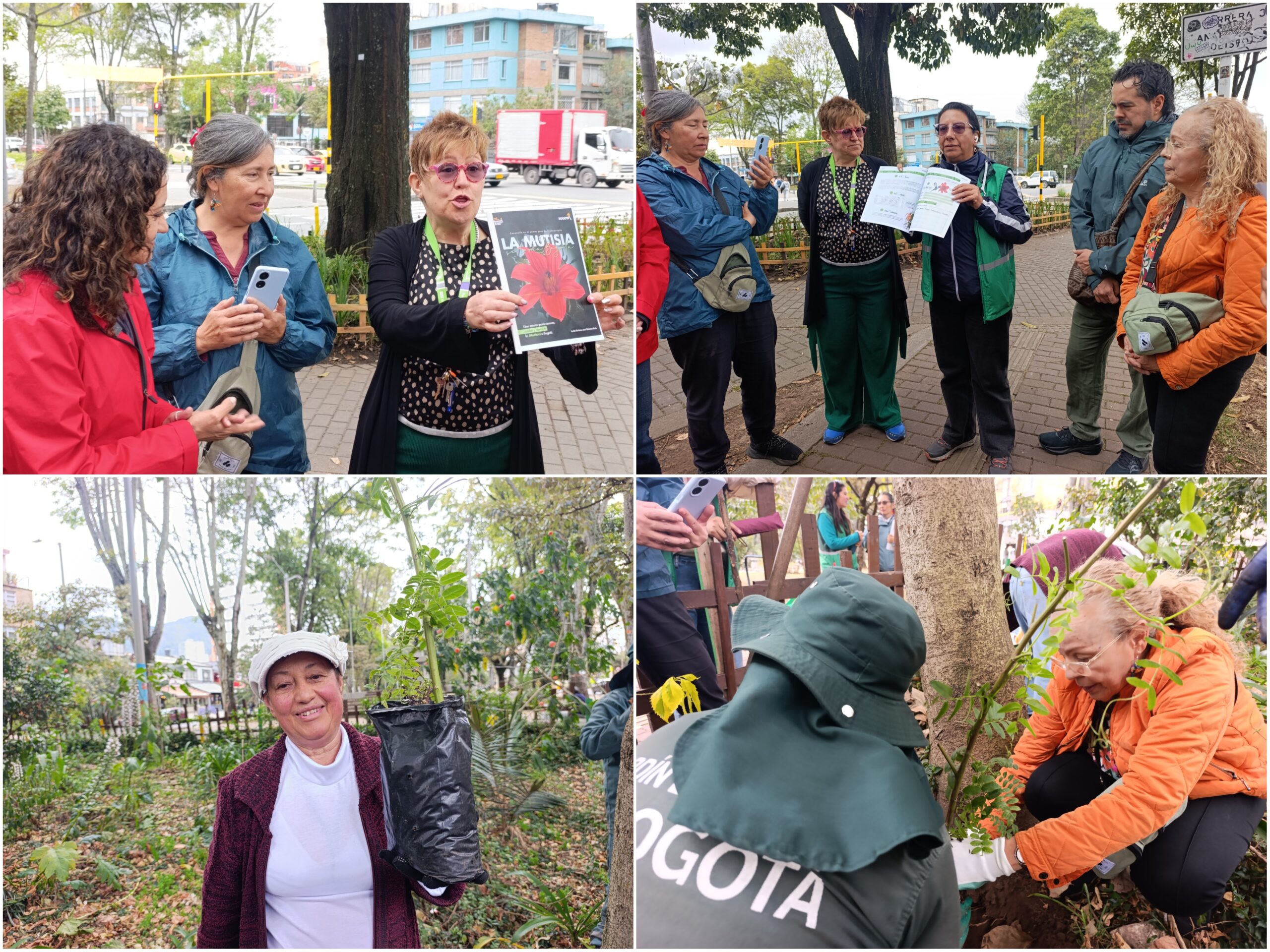 Historias del verde urbano: ¡La Mutisia llegó a tres bosques urbanos de Bogotá! Historias del verde urbano: ¡La Mutisia llegó a tres bosques urbanos de Bogotá!