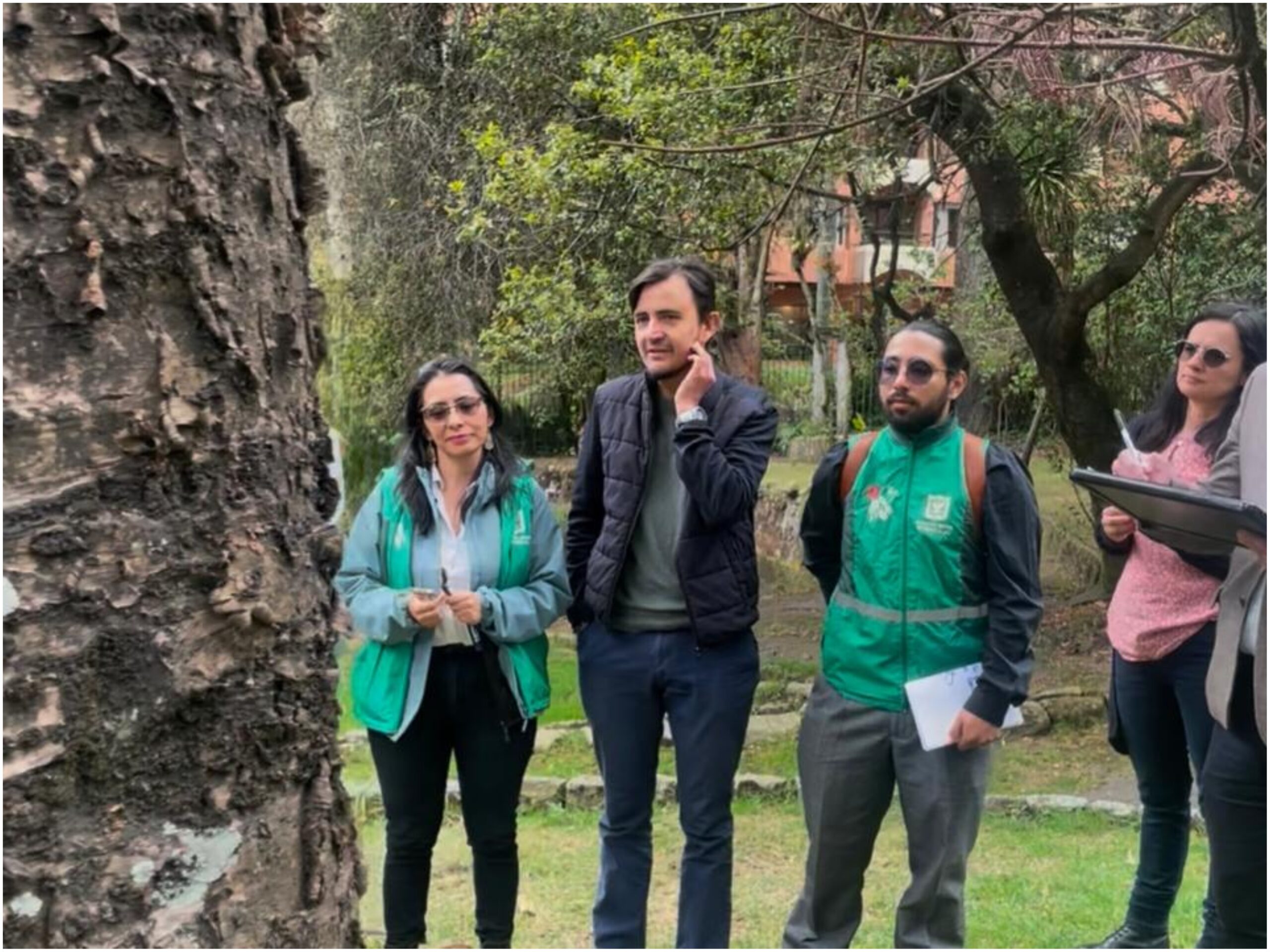 Historias del verde urbano: “Las raíces permanecen en la memoria”: un ritual de despedida a uno de los gigantes verdes de Chapinero Historias del verde urbano: “Las raíces permanecen en la memoria”: un ritual de despedida a uno de los gigantes verdes de Chapinero