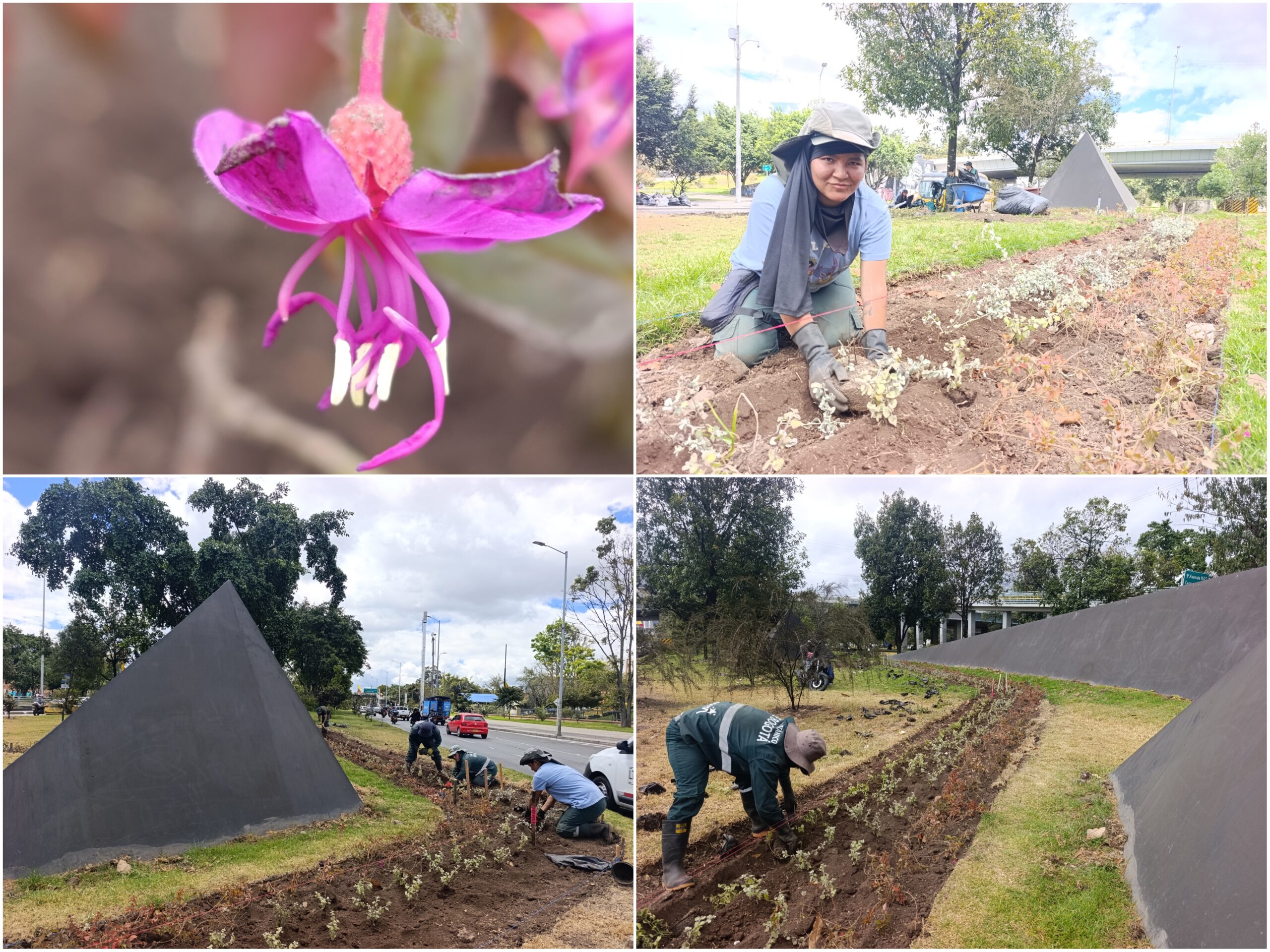 Historias del verde urbano: ¡El nuevo río floral que fluye por la calle 26!