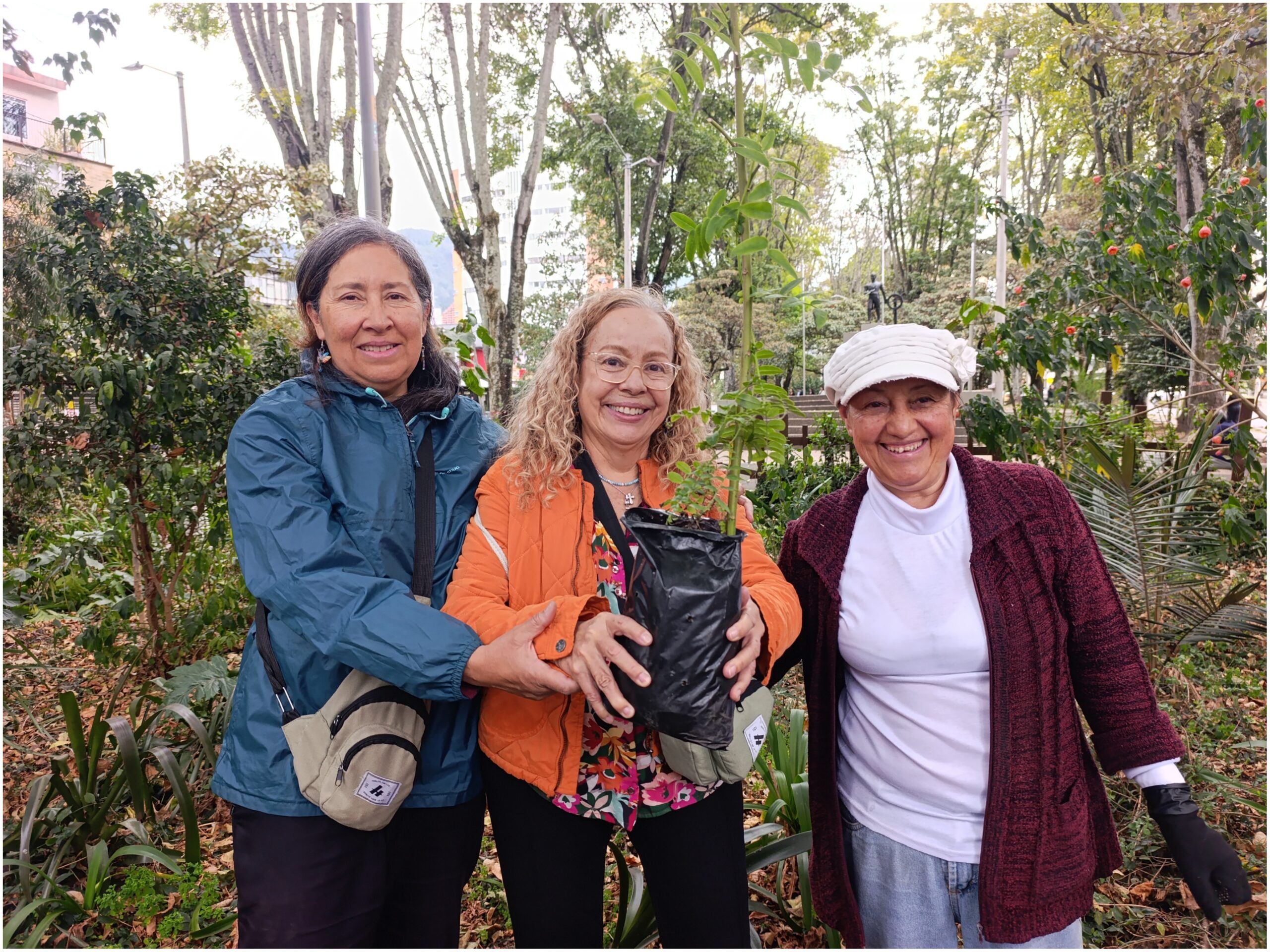 Historias del verde urbano: ¡La Mutisia llegó a tres bosques urbanos de Bogotá! Historias del verde urbano: ¡La Mutisia llegó a tres bosques urbanos de Bogotá!