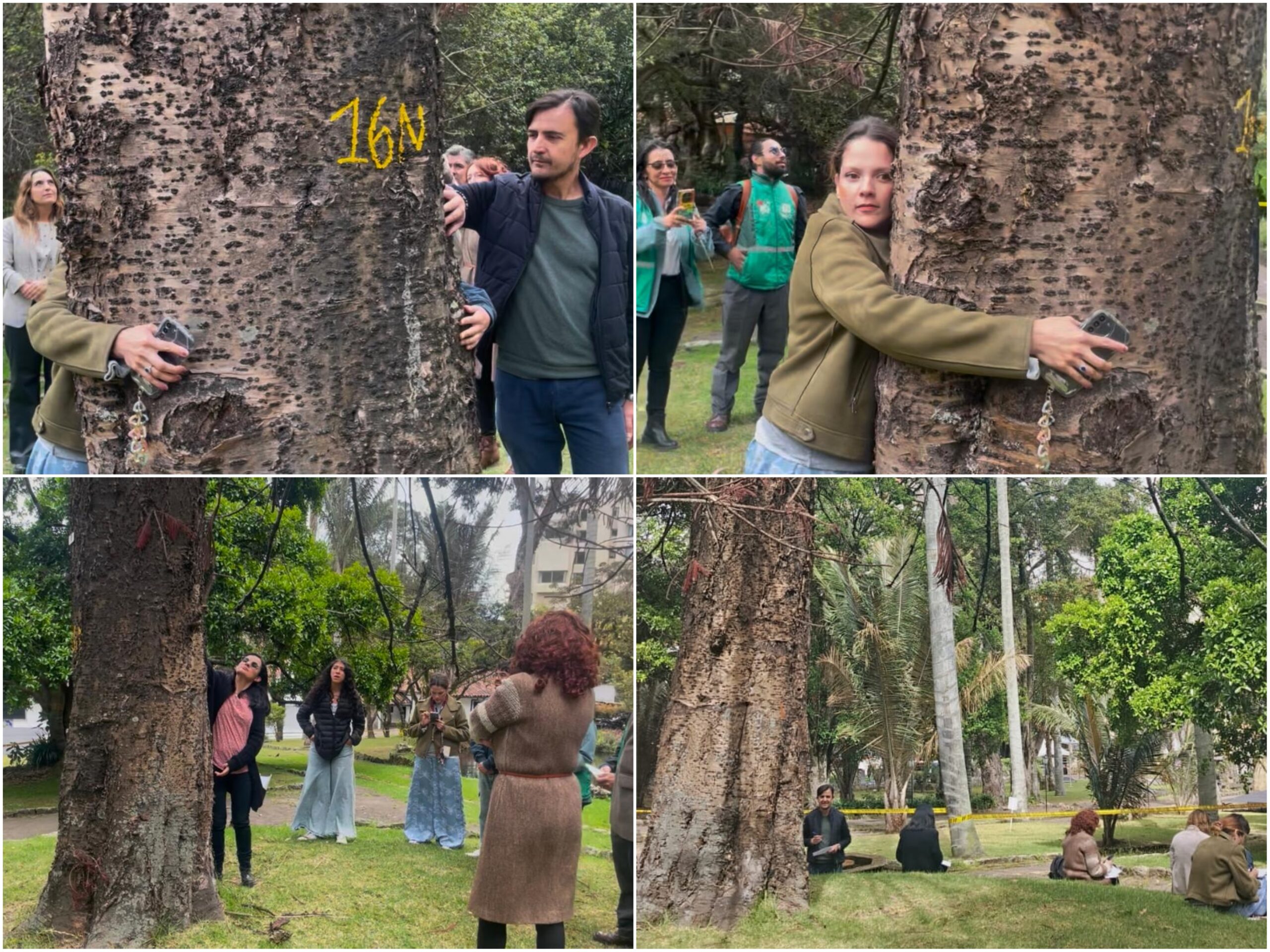 Historias del verde urbano: “Las raíces permanecen en la memoria”: un ritual de despedida a uno de los gigantes verdes de Chapinero Historias del verde urbano: “Las raíces permanecen en la memoria”: un ritual de despedida a uno de los gigantes verdes de Chapinero