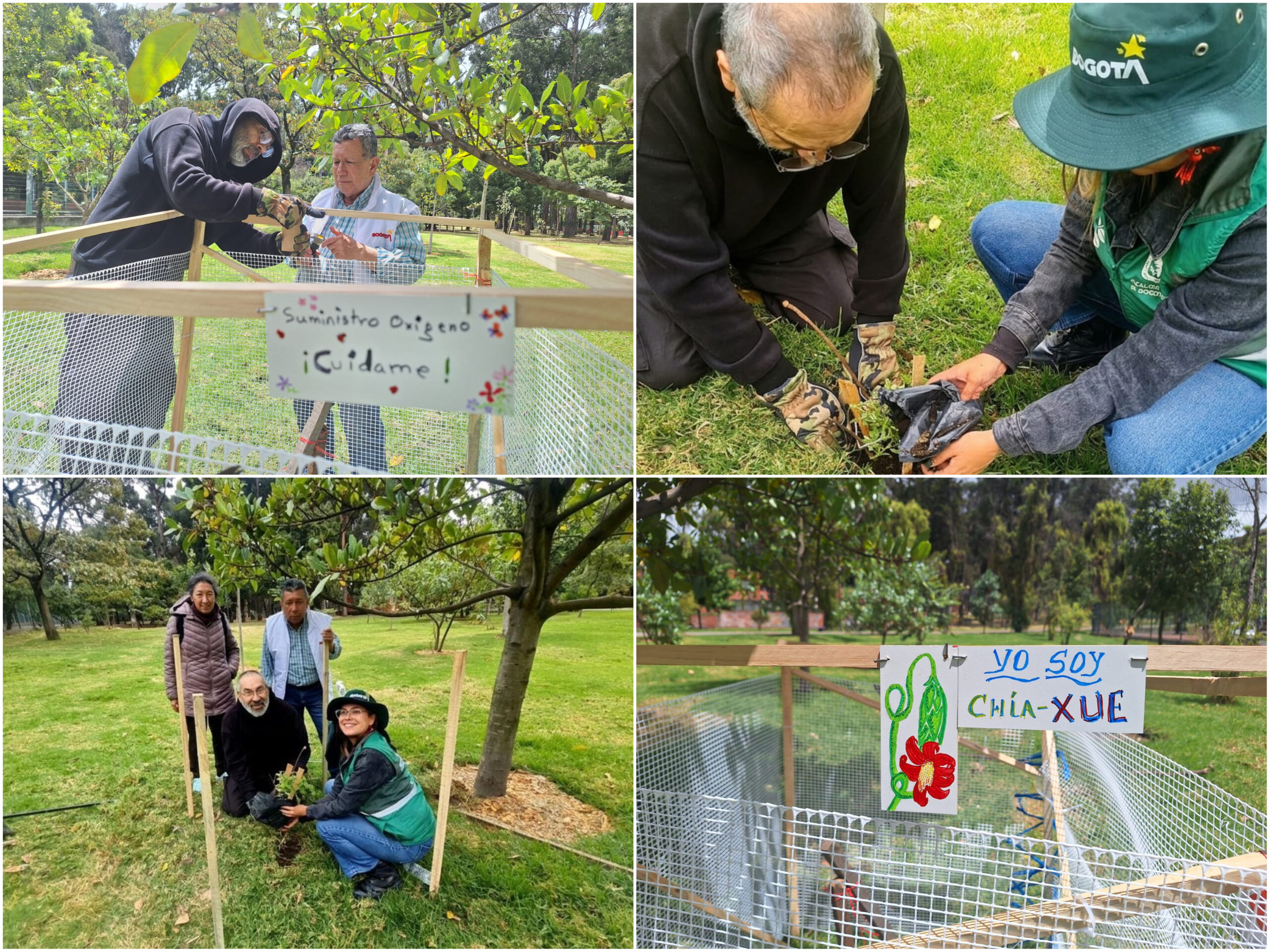 Historias del verde urbano: ¡Así fue la toma de la Mutisia en los bosques urbanos de Bogotá! Historias del verde urbano: ¡Así fue la toma de la Mutisia en los bosques urbanos de Bogotá!