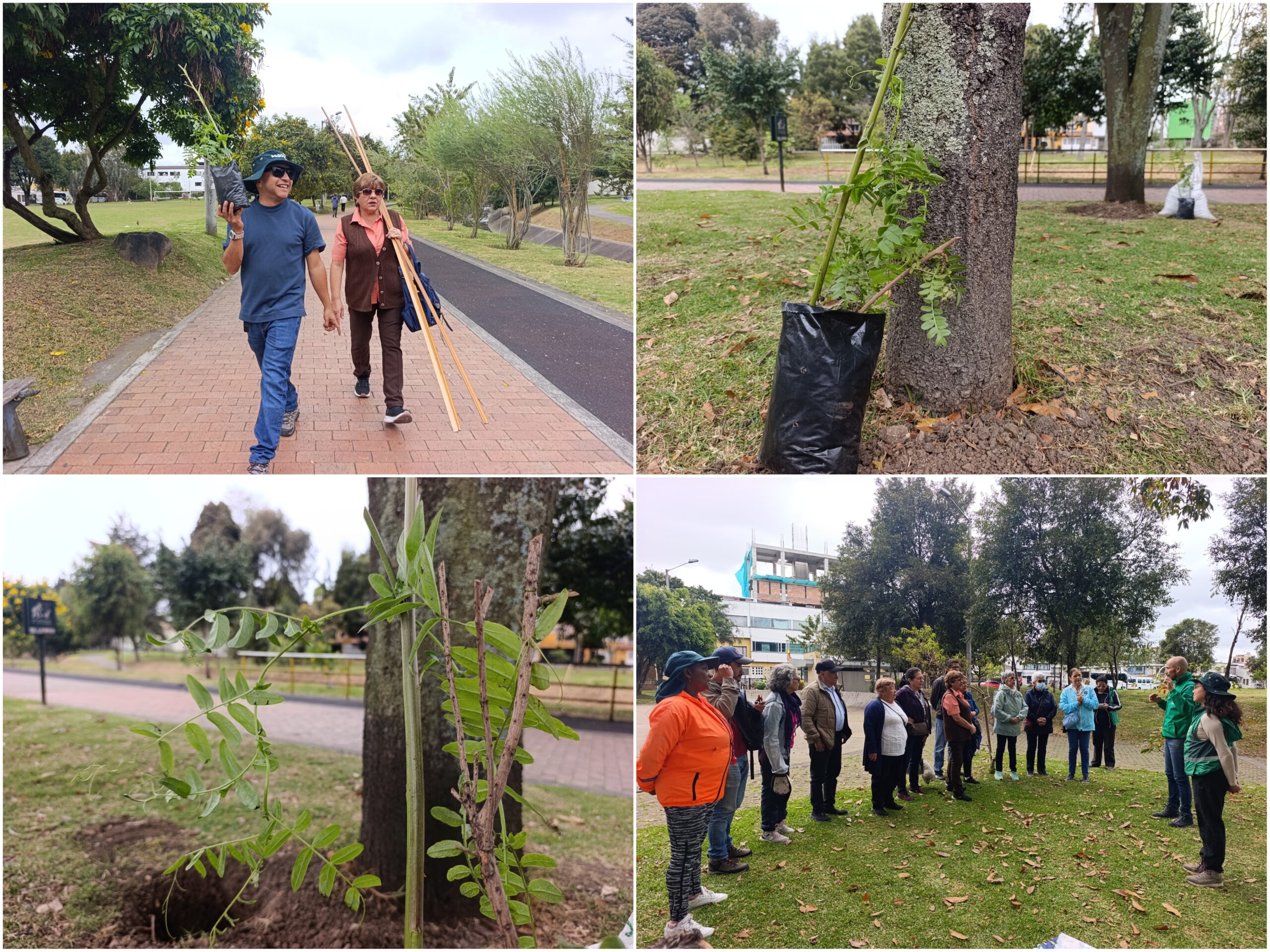 Historias del verde urbano: ¡La Mutisia llegó a tres bosques urbanos de Bogotá! Historias del verde urbano: ¡La Mutisia llegó a tres bosques urbanos de Bogotá!