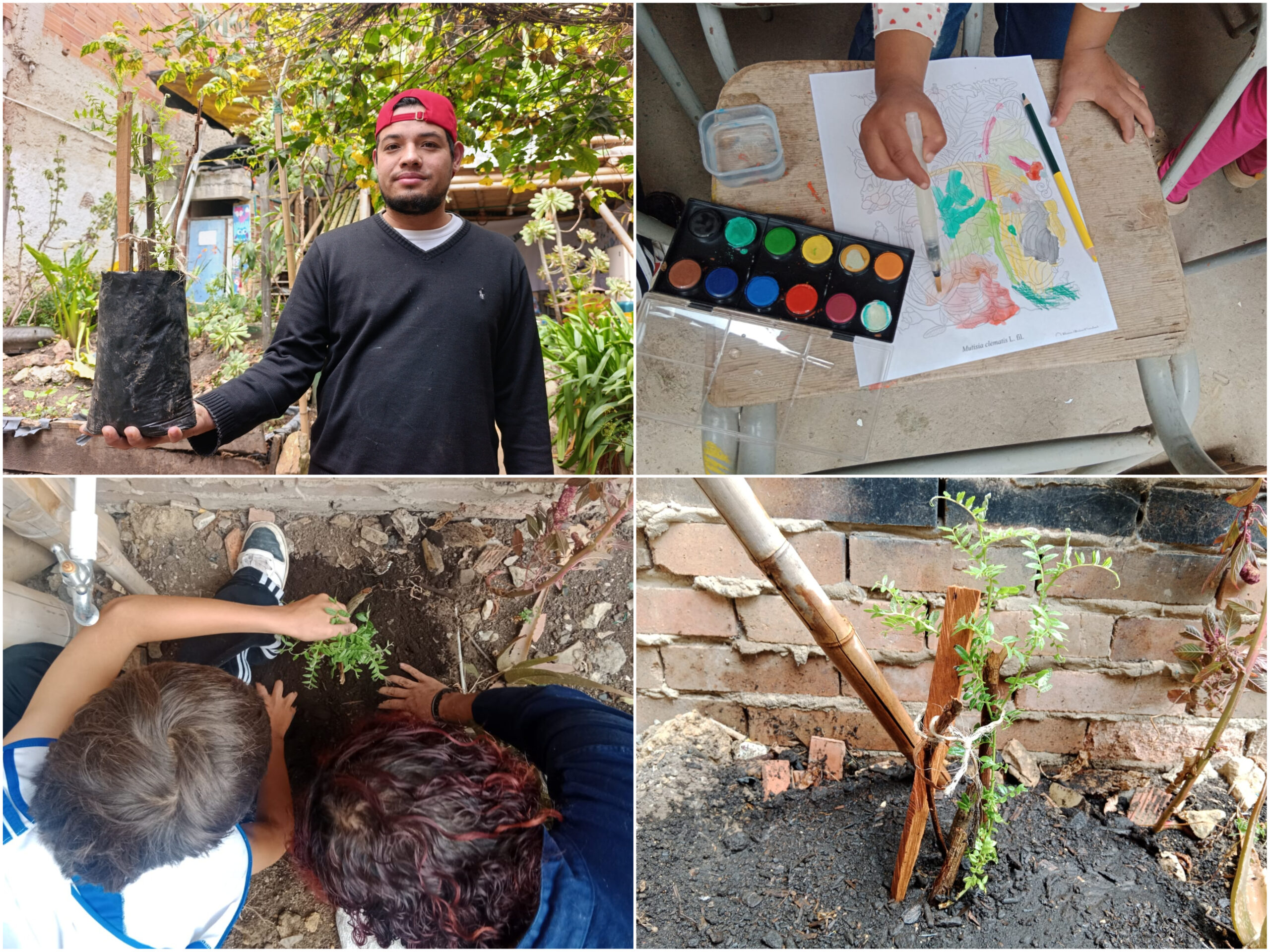 Historias del verde urbano: ¡Así fue la toma de la Mutisia en los bosques urbanos de Bogotá! Historias del verde urbano: ¡Así fue la toma de la Mutisia en los bosques urbanos de Bogotá!