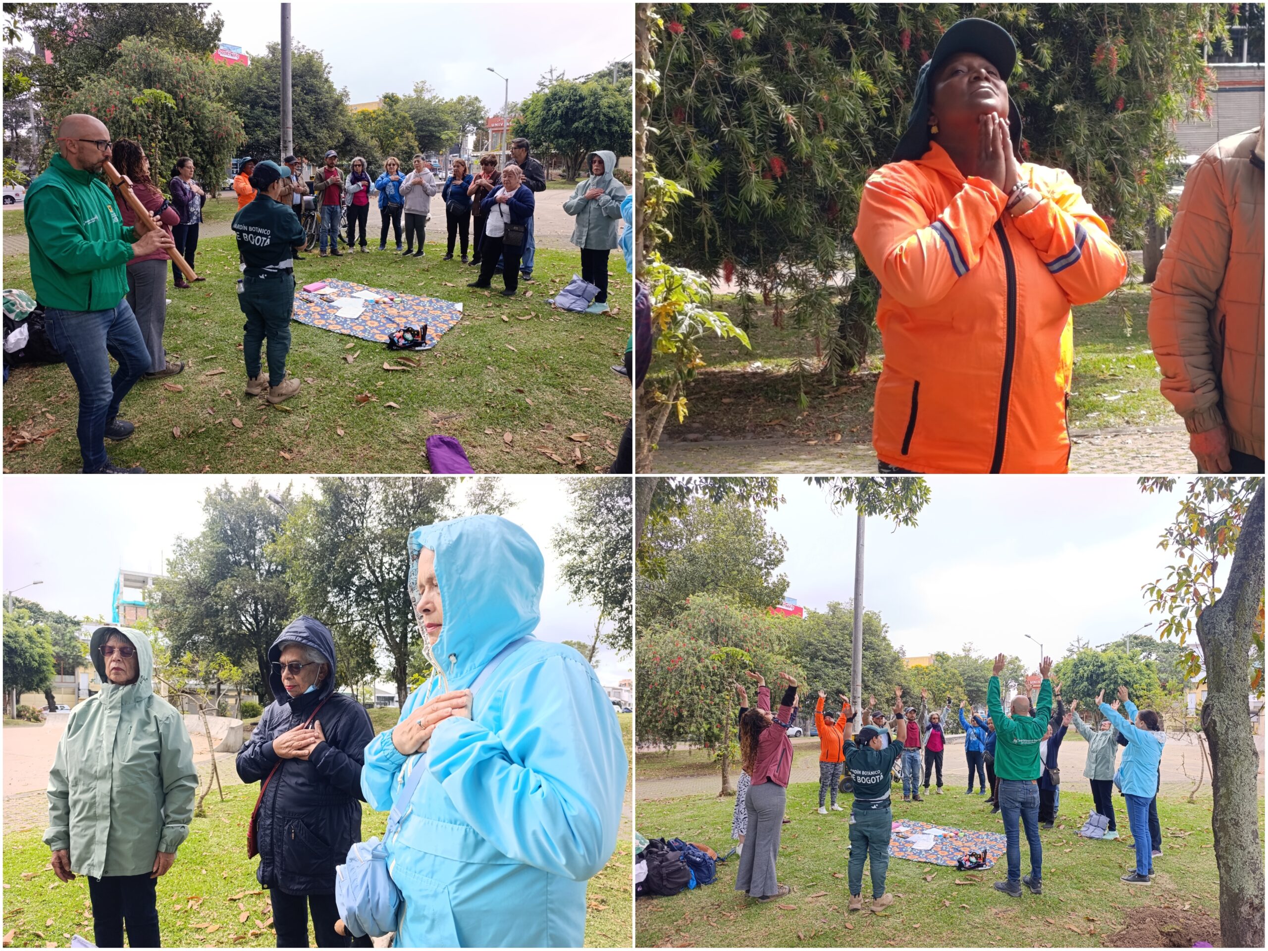 Historias del verde urbano: ¡La Mutisia llegó a tres bosques urbanos de Bogotá! Historias del verde urbano: ¡La Mutisia llegó a tres bosques urbanos de Bogotá!