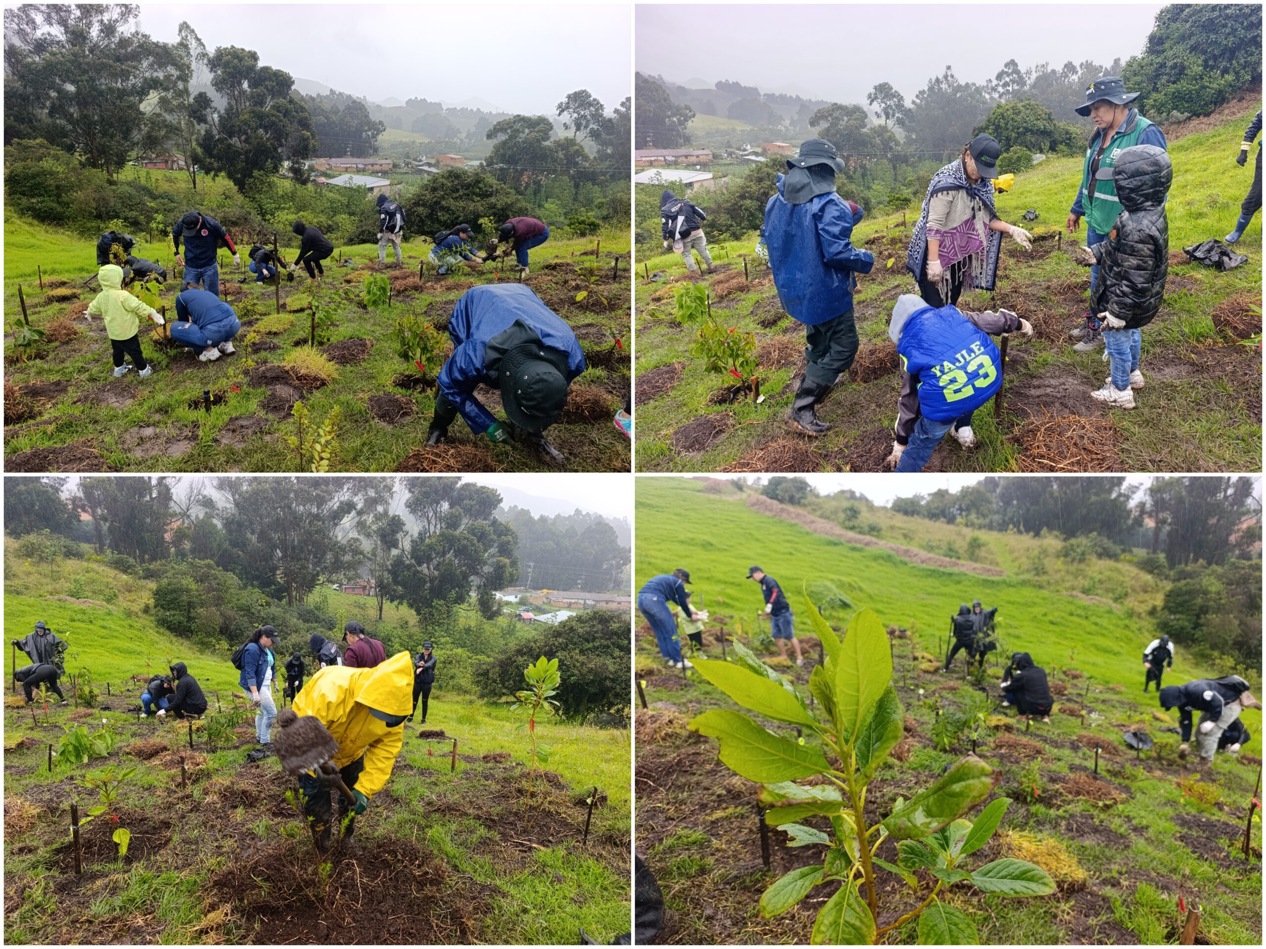 Historias del verde urbano: Jornada de restauración ecológica en la única área arqueológica protegida de Bogotá