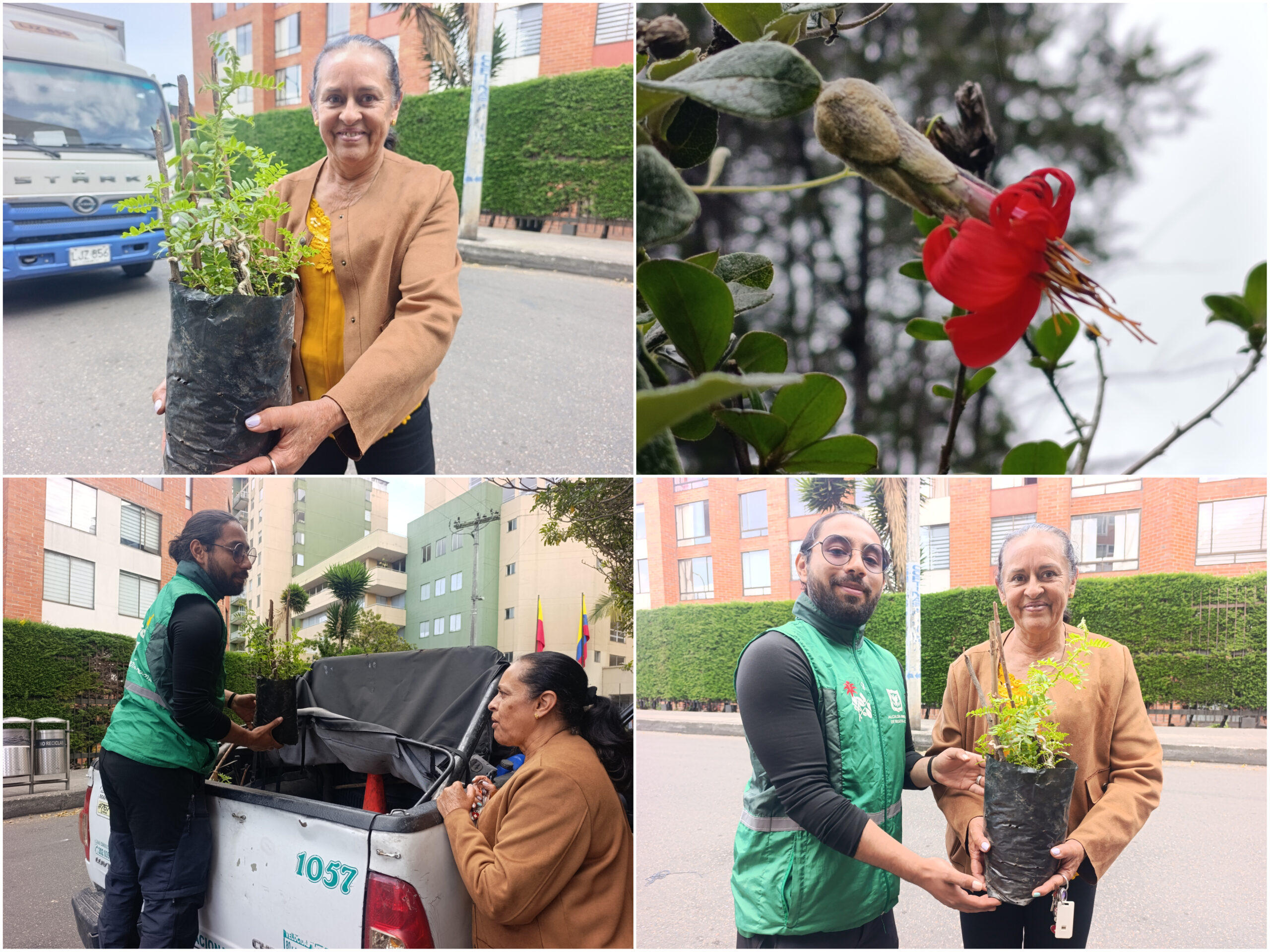 Historias del verde urbano: ¡Así fue la toma de la Mutisia en los bosques urbanos de Bogotá! Historias del verde urbano: ¡Así fue la toma de la Mutisia en los bosques urbanos de Bogotá!