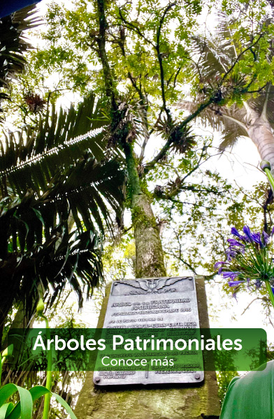 boton arboles patrimoniales