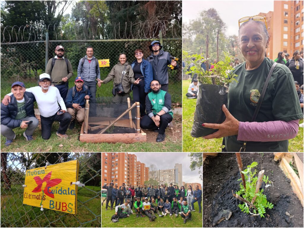 Historias del verde urbano: ¡Brazo Salitre le dio la bienvenida a la Mutisia clematis!