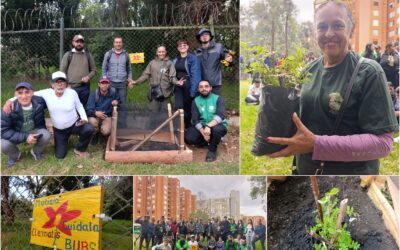 Historias del verde urbano: ¡Brazo Salitre le dio la bienvenida a la Mutisia clematis!