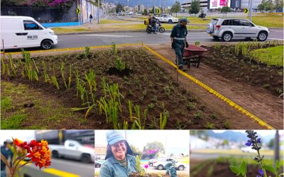 Historias del verde urbano: ¡Reviven las jardineras de la oreja de la calle 63 con carrera 30!