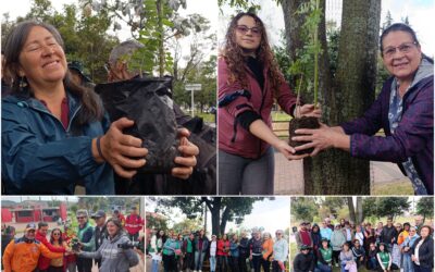 Historias del verde urbano: ¡La Mutisia llegó a tres bosques urbanos de Bogotá!