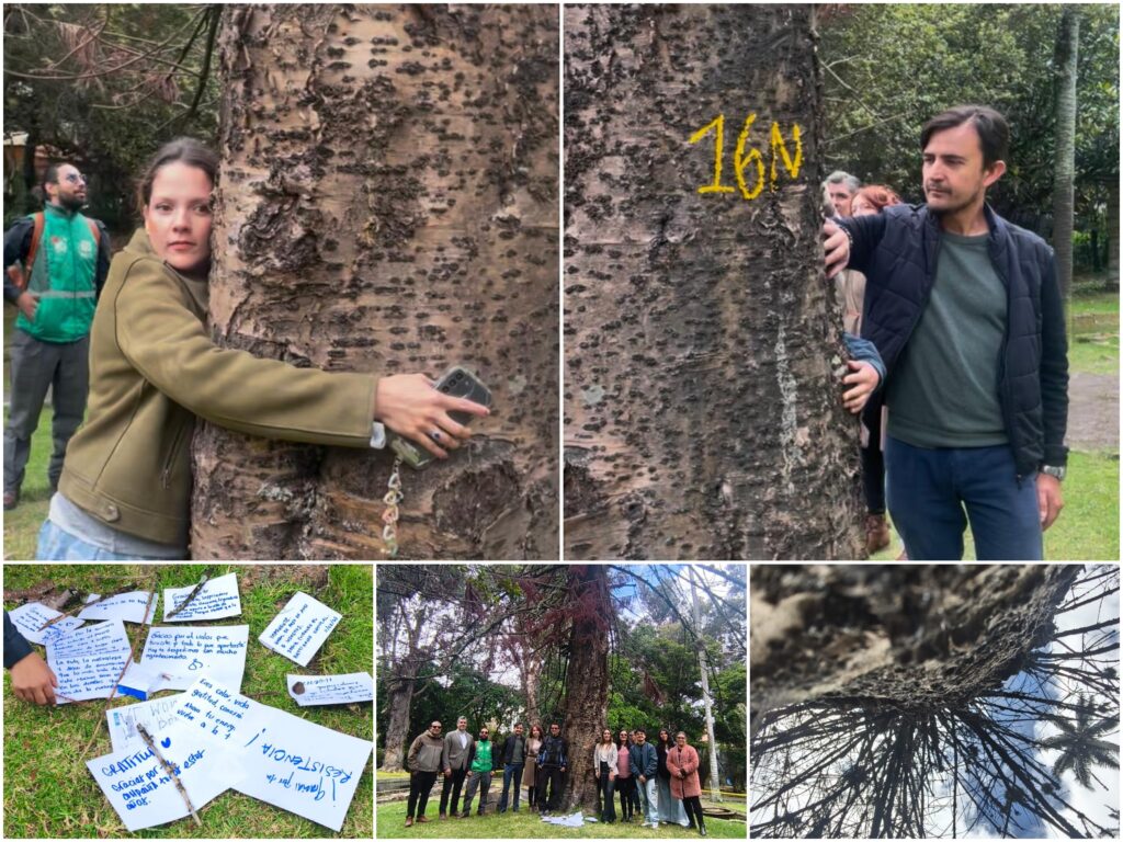 Historias del verde urbano: “Las raíces permanecen en la memoria”: un ritual de despedida a uno de los gigantes verdes de Chapinero