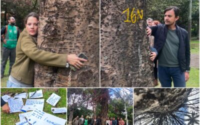 Historias del verde urbano: “Las raíces permanecen en la memoria”: un ritual de despedida a uno de los gigantes verdes de Chapinero