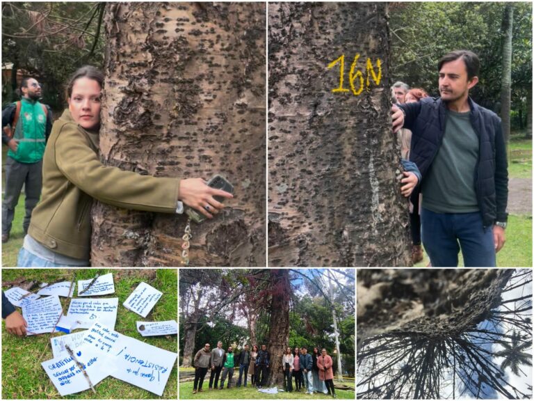 Historias del verde urbano: “Las raíces permanecen en la memoria”: un ritual de despedida a uno de los gigantes verdes de Chapinero