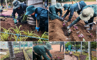 Historias del verde urbano: Las jardineras del parque El Nogal vuelven a florecer