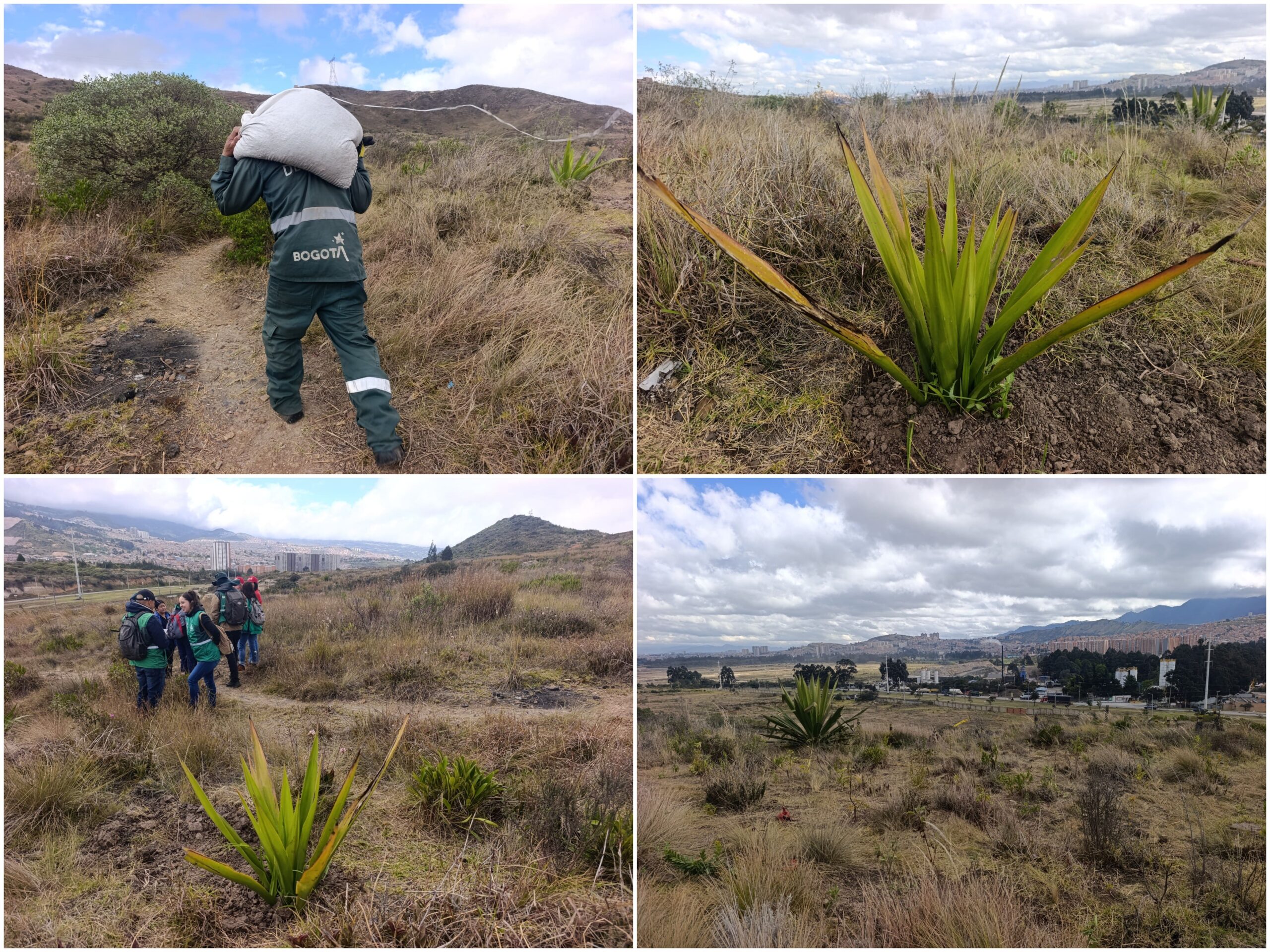 Historias del verde urbano: ¡Novedoso proyecto de restauración ecológica en las montañas de Ciudad Bolívar prendió motores! Historias del verde urbano: ¡Novedoso proyecto de restauración ecológica en las montañas de Ciudad Bolívar prendió motores!