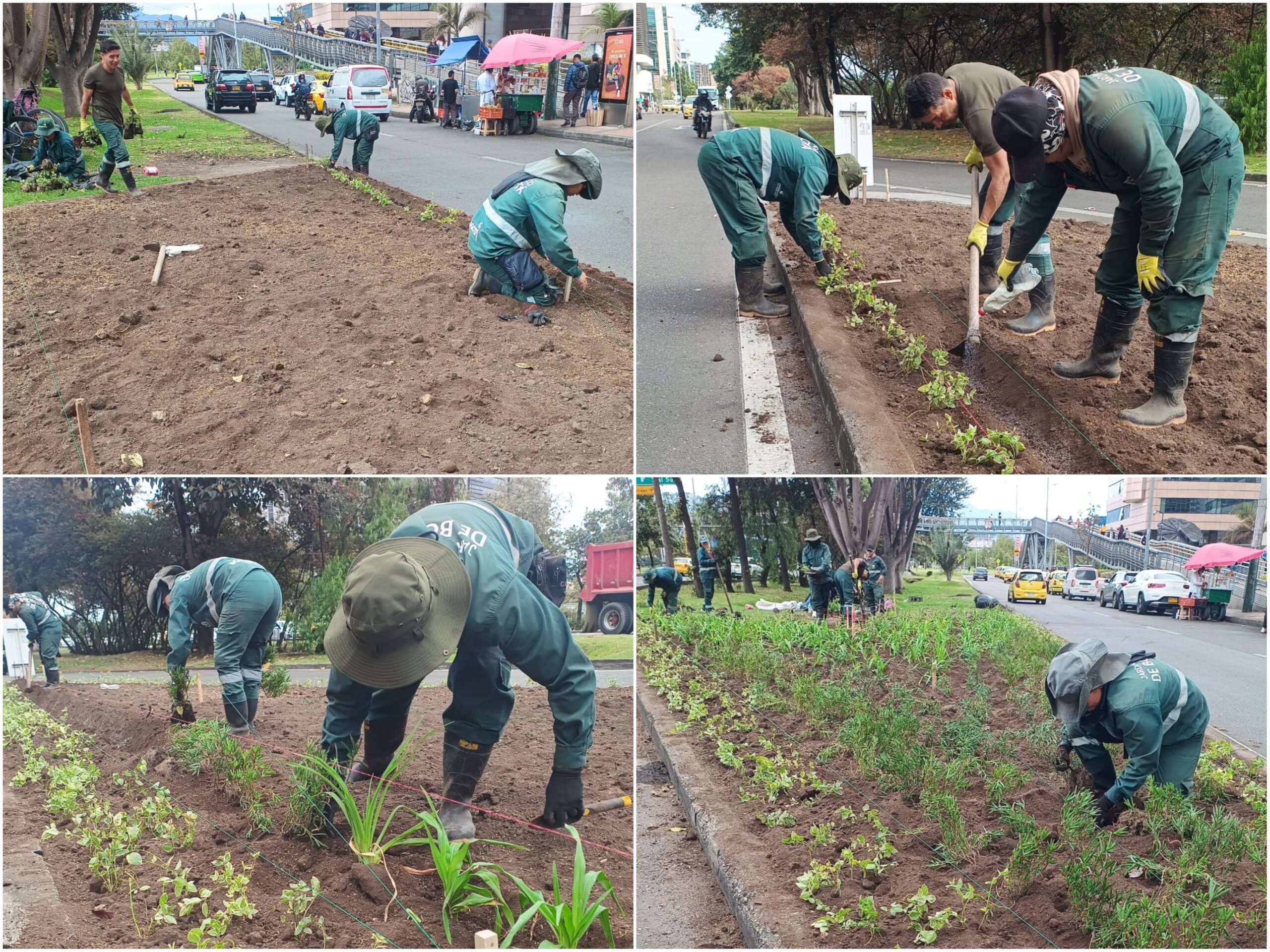 Historias del verde urbano: ¡Dos jardineras de la calle 26 vuelven a florecer! Historias del verde urbano: ¡Dos jardineras de la calle 26 vuelven a florecer!