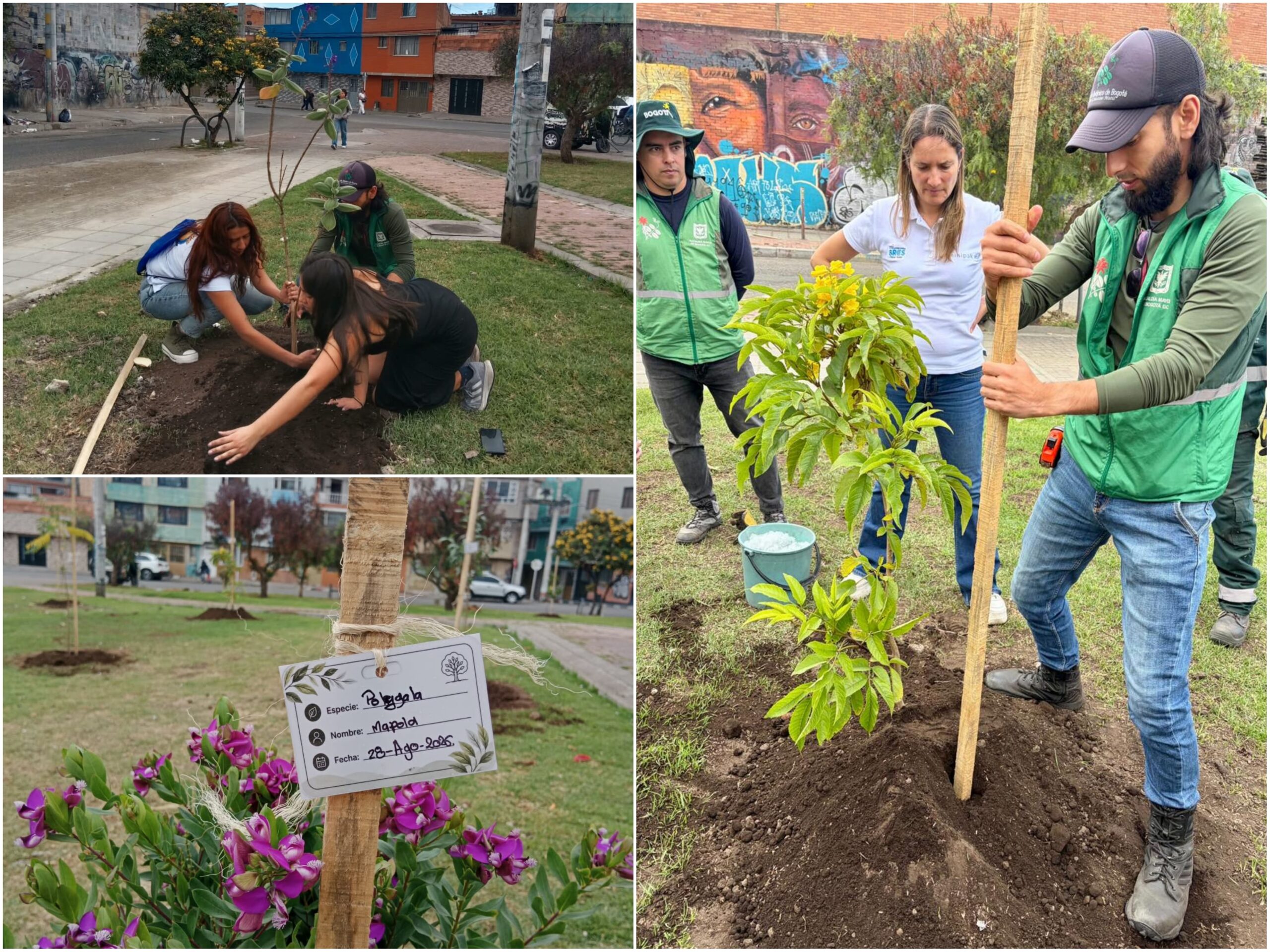 Historias del verde urbano: Bogotá sumó 403 nuevos árboles y arbustos a su cobertura vegetal a finales de agosto