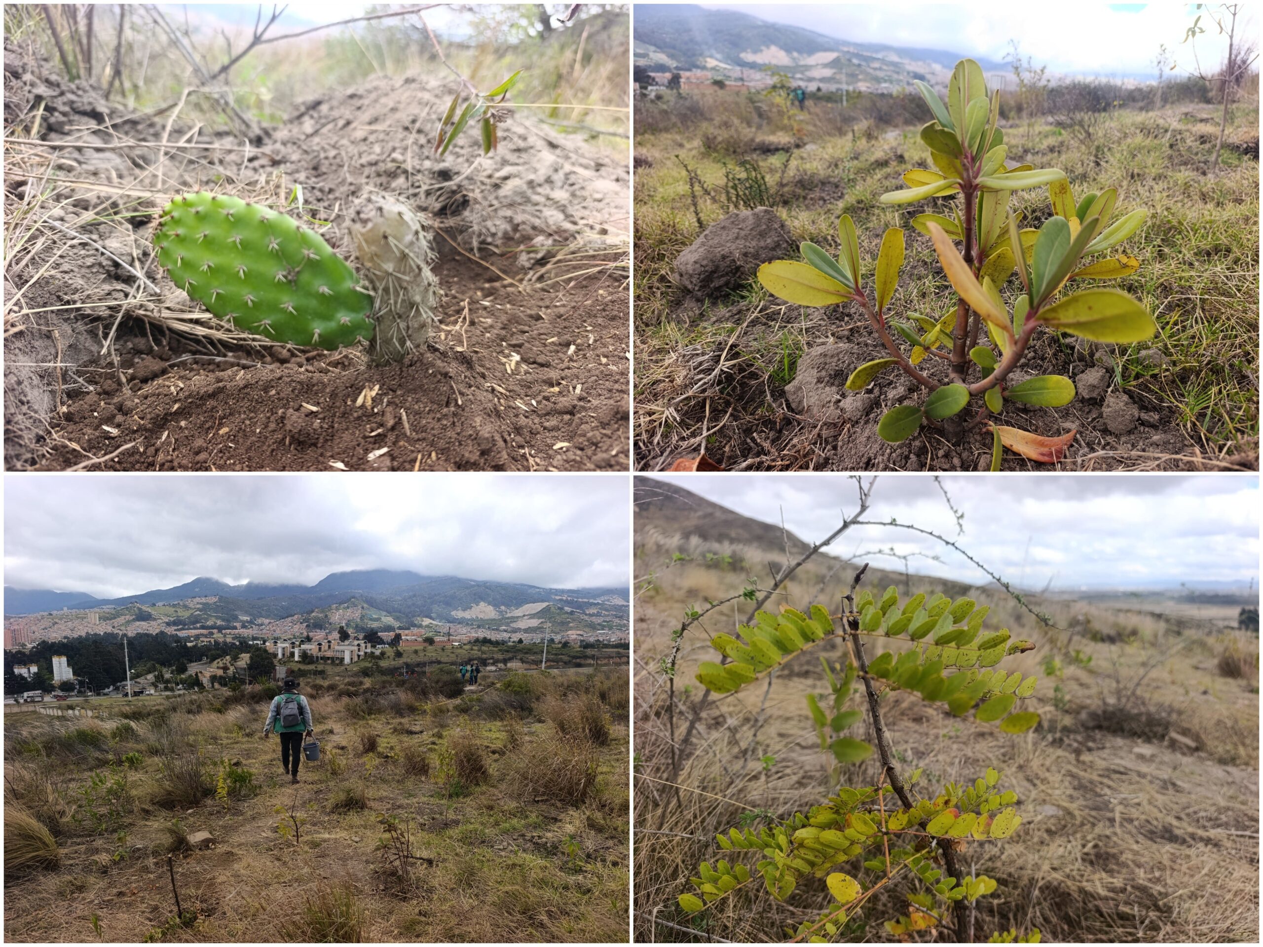 Historias del verde urbano: ¡Novedoso proyecto de restauración ecológica en las montañas de Ciudad Bolívar prendió motores! Historias del verde urbano: ¡Novedoso proyecto de restauración ecológica en las montañas de Ciudad Bolívar prendió motores!