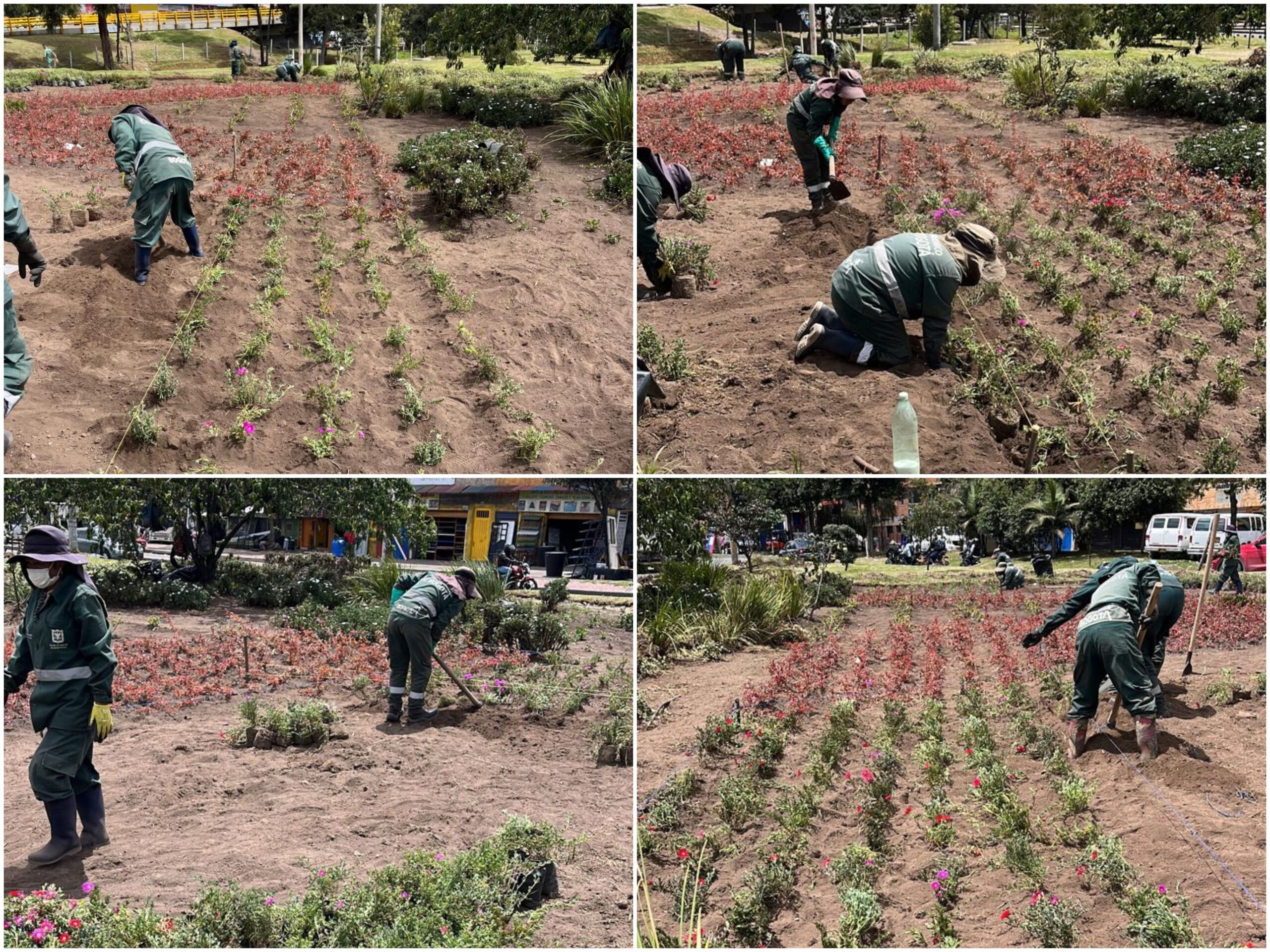 Historias del verde urbano: El nuevo jardín biodiverso del Bravo Páez