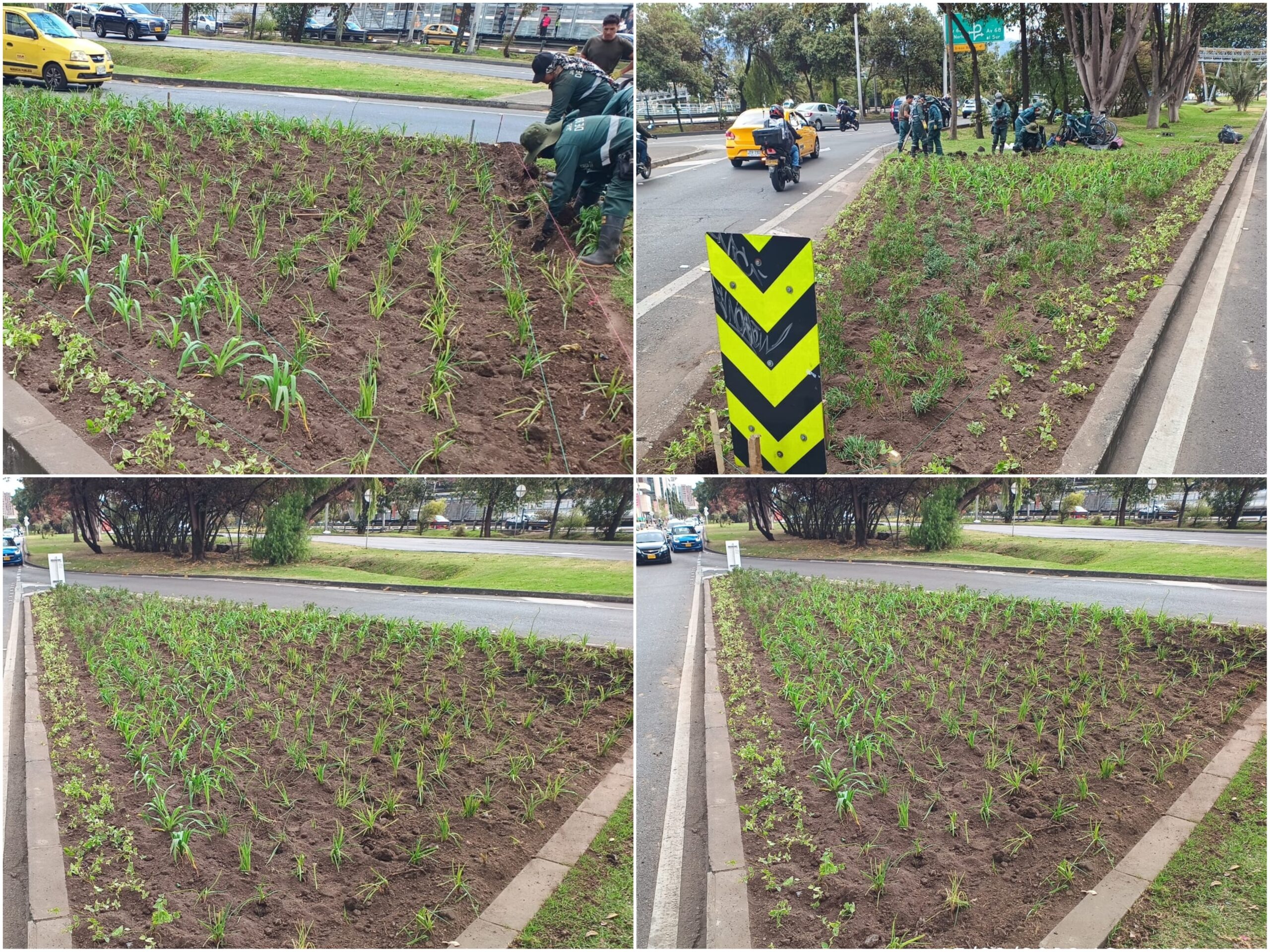Historias del verde urbano: ¡Dos jardineras de la calle 26 vuelven a florecer! Historias del verde urbano: ¡Dos jardineras de la calle 26 vuelven a florecer!