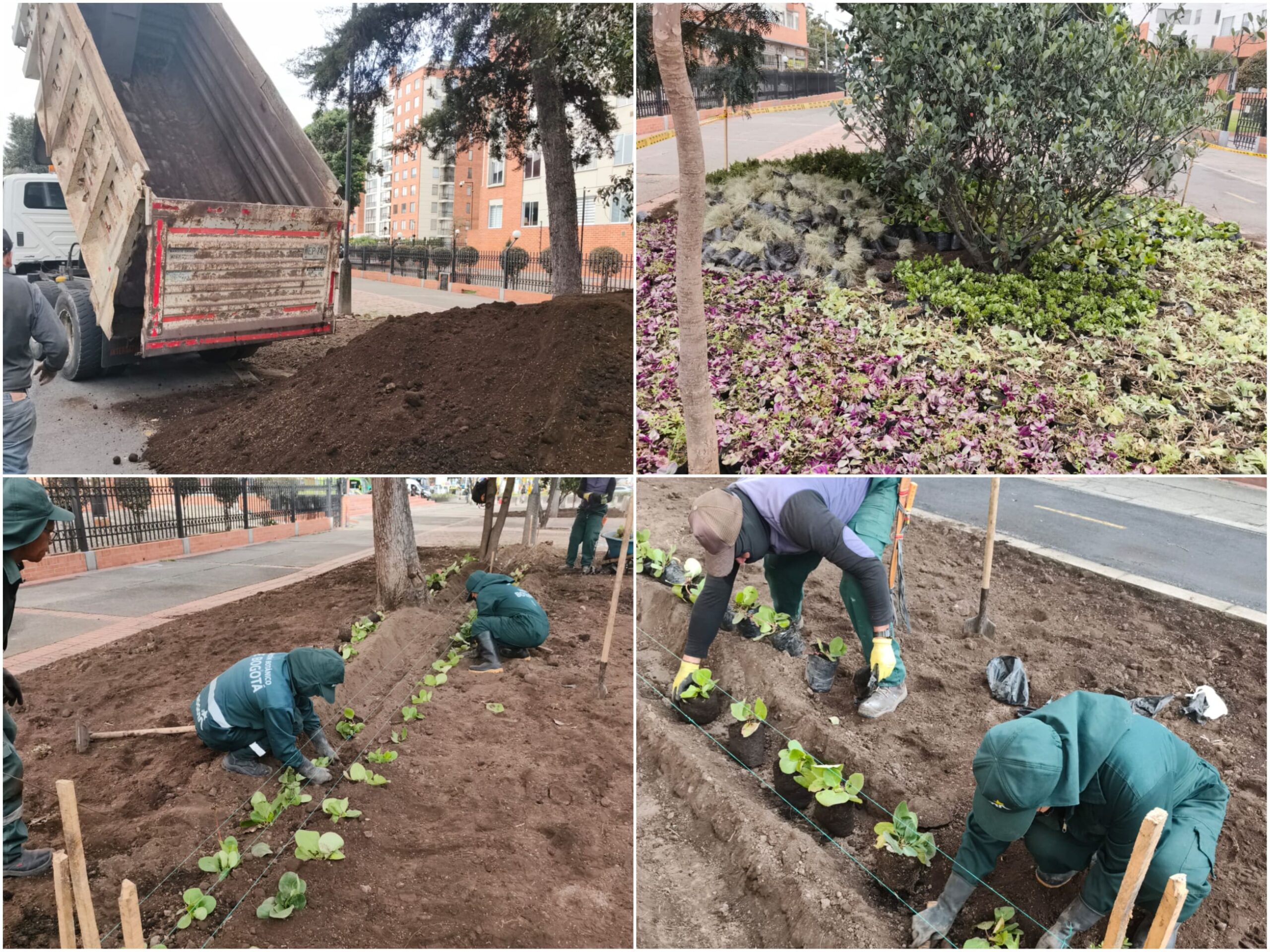 Historias del verde urbano: Los Zapaticos: la jardinera de Salitre Occidental que volvió a la vida Historias del verde urbano: Los Zapaticos: la jardinera de Salitre Occidental que volvió a la vida