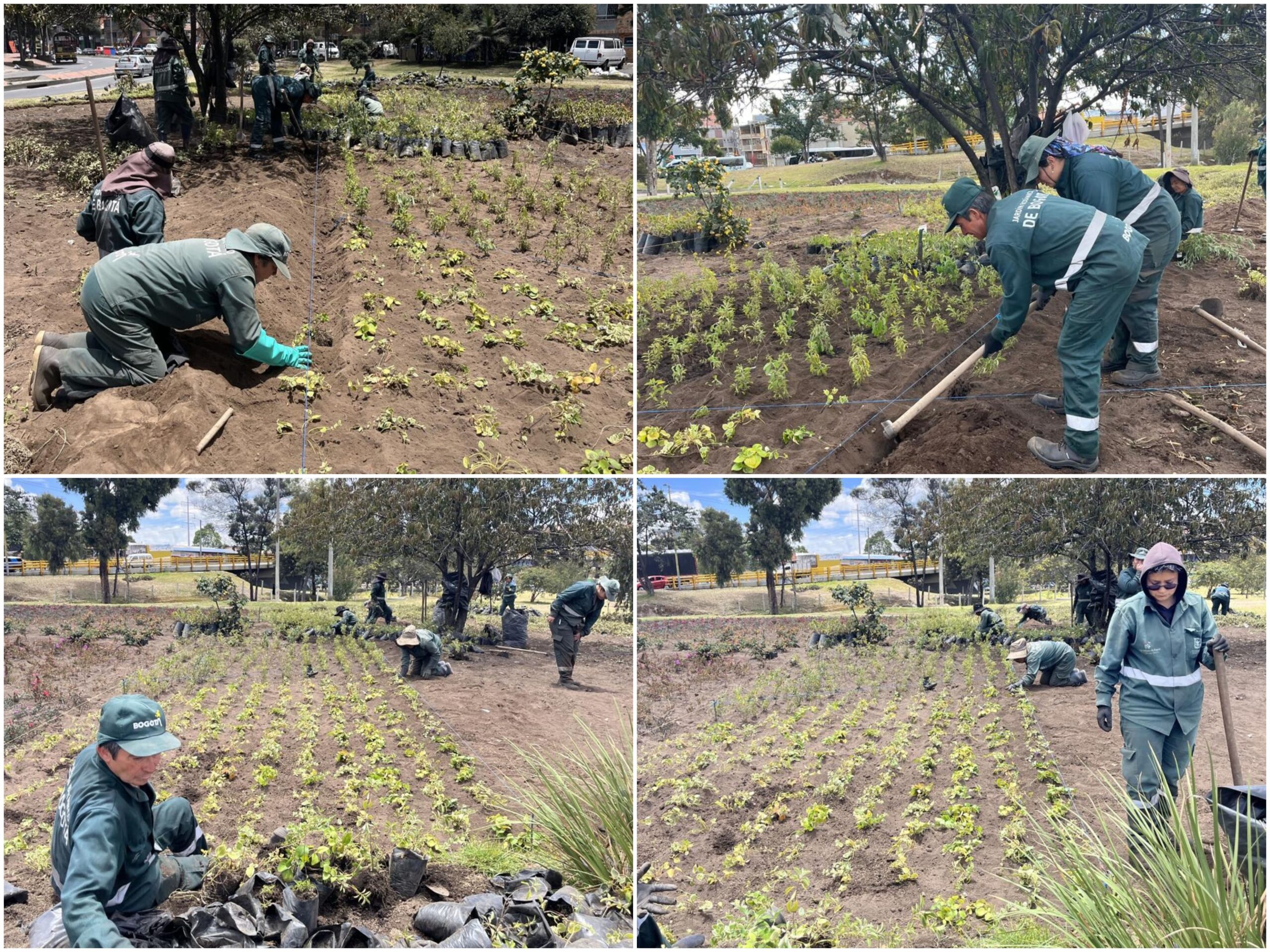 Historias del verde urbano: El nuevo jardín biodiverso del Bravo Páez
