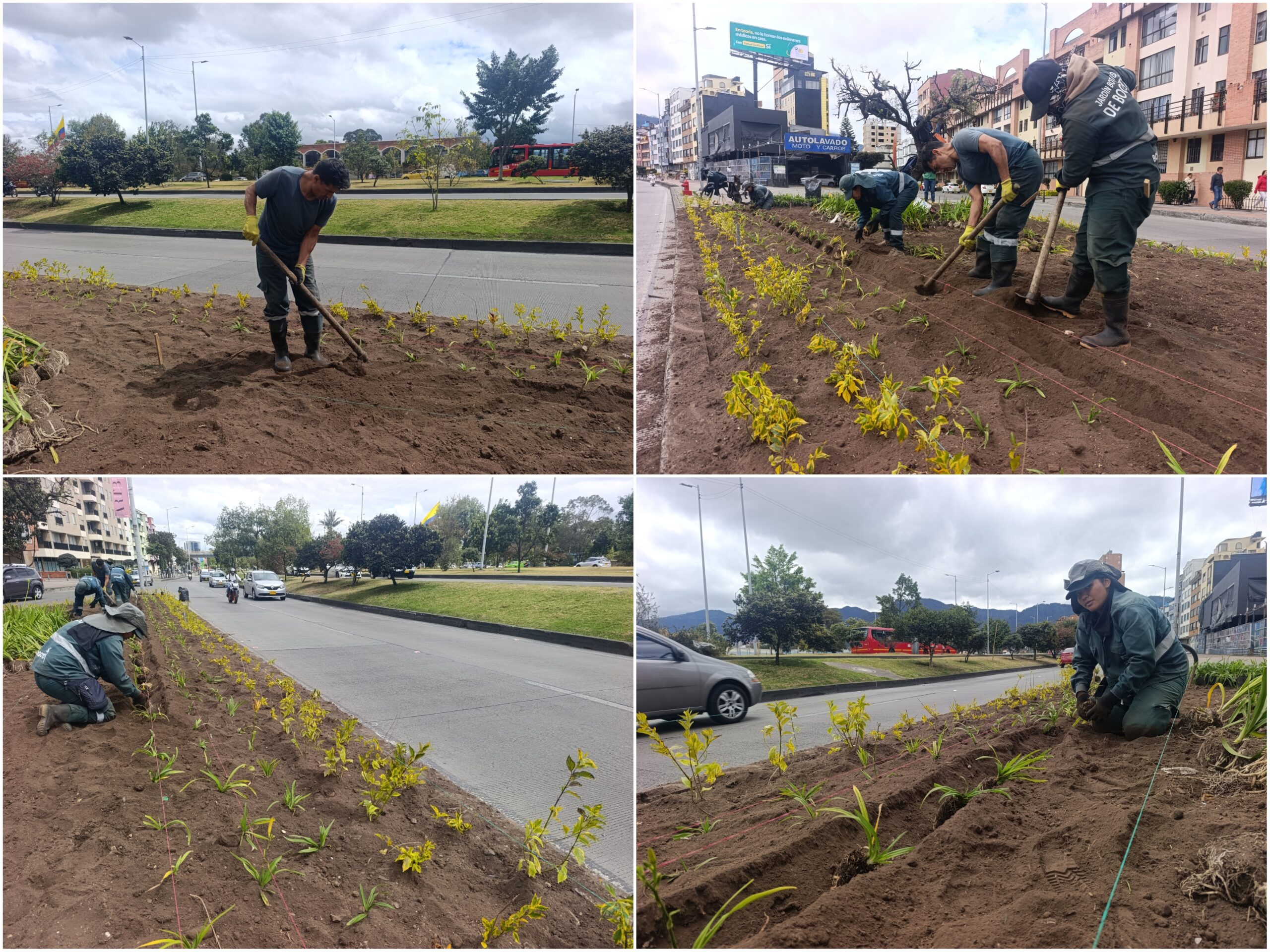Historias del verde urbano: ¡Dos jardineras de la calle 26 vuelven a florecer! Historias del verde urbano: ¡Dos jardineras de la calle 26 vuelven a florecer!