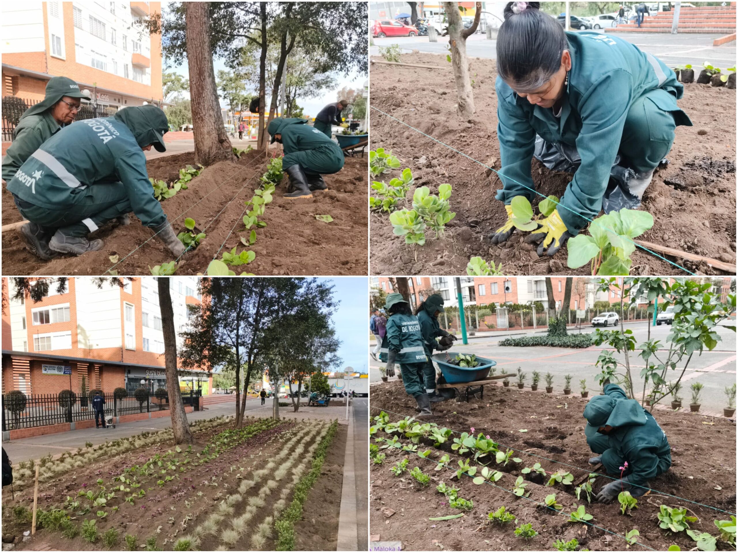 Historias del verde urbano: Los Zapaticos: la jardinera de Salitre Occidental que volvió a la vida Historias del verde urbano: Los Zapaticos: la jardinera de Salitre Occidental que volvió a la vida