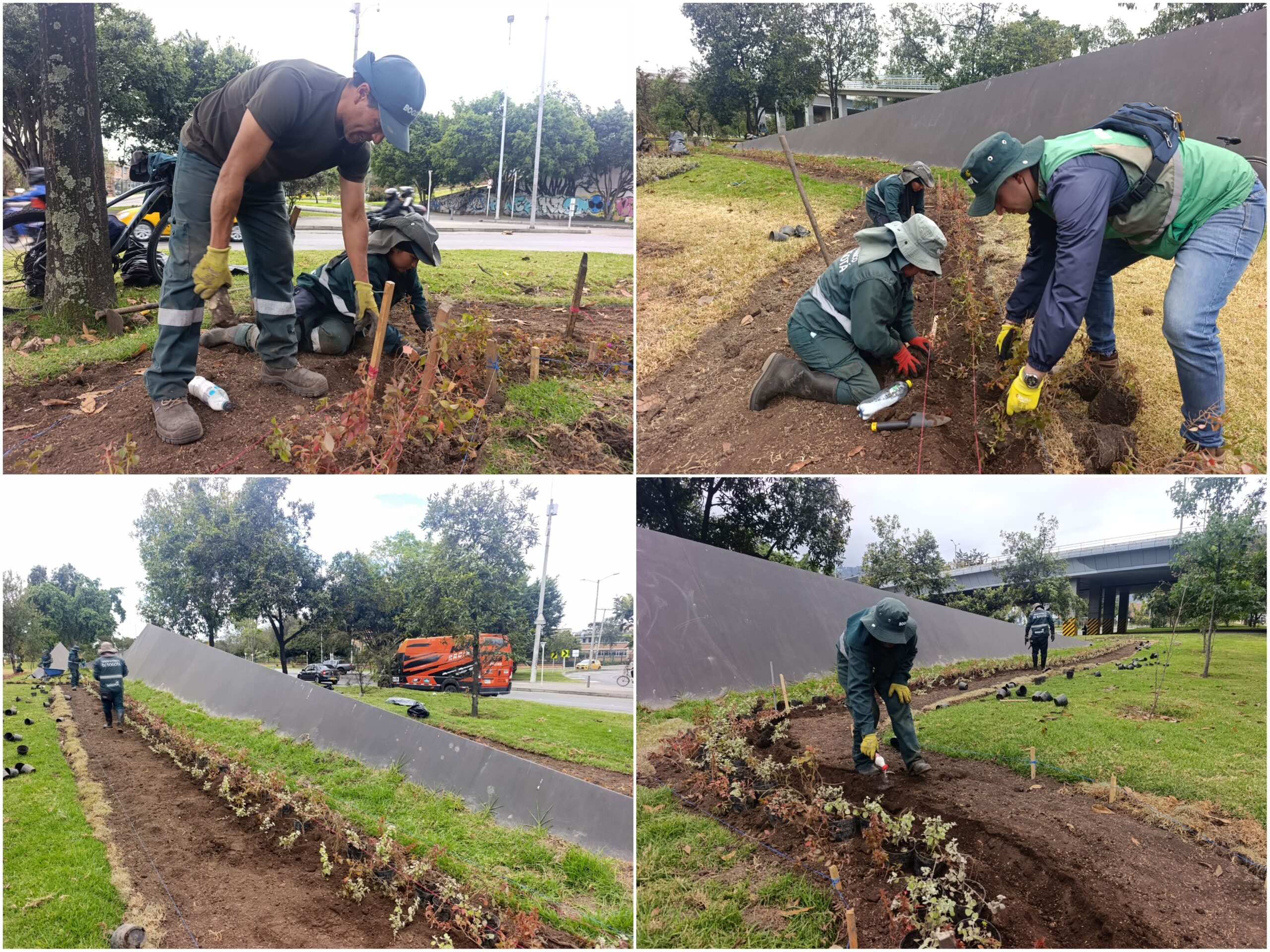 Historias del verde urbano: ¡El nuevo río floral que fluye por la calle 26!