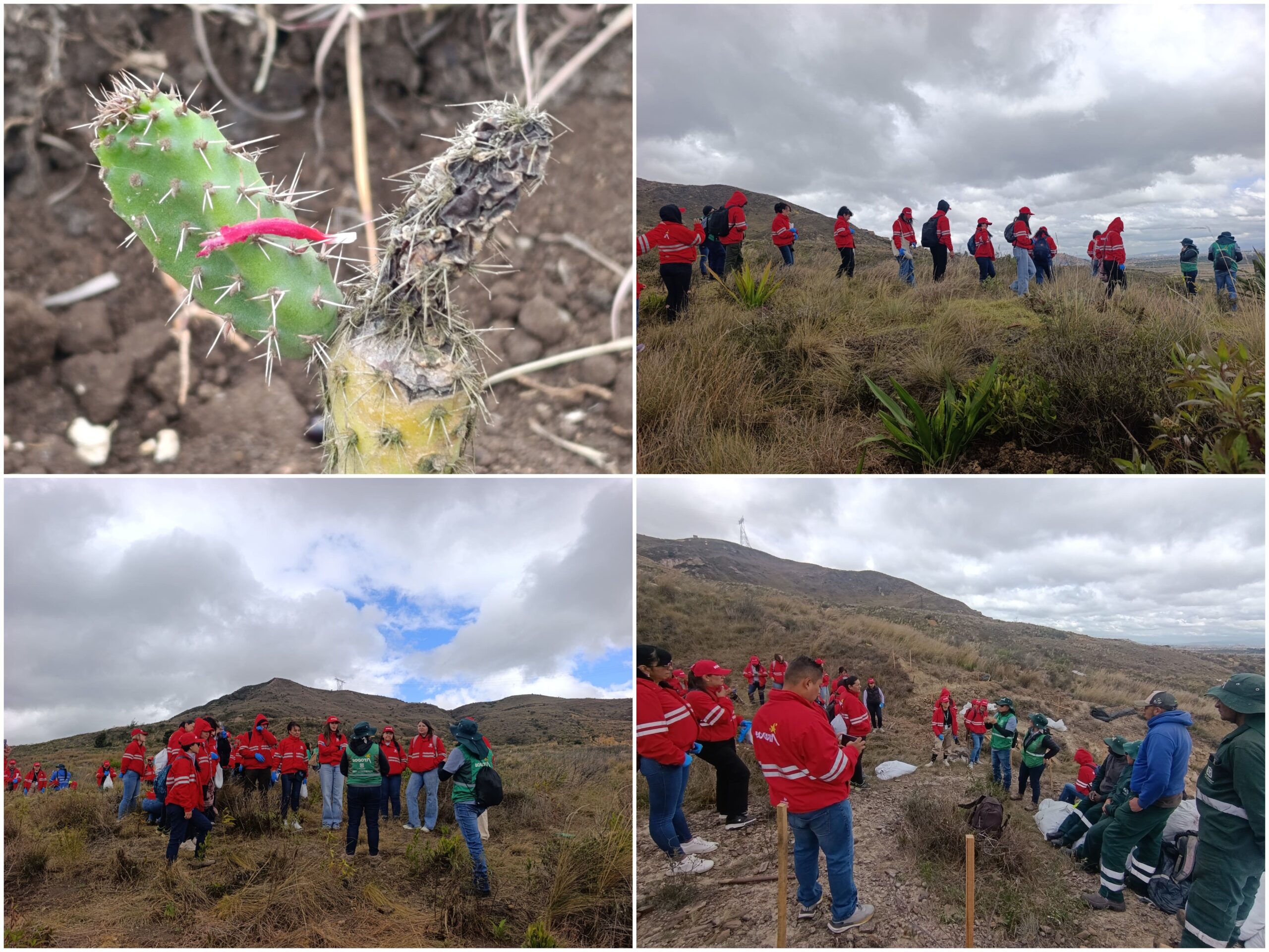 Historias del verde urbano: ¡Novedoso proyecto de restauración ecológica en las montañas de Ciudad Bolívar prendió motores! Historias del verde urbano: ¡Novedoso proyecto de restauración ecológica en las montañas de Ciudad Bolívar prendió motores!