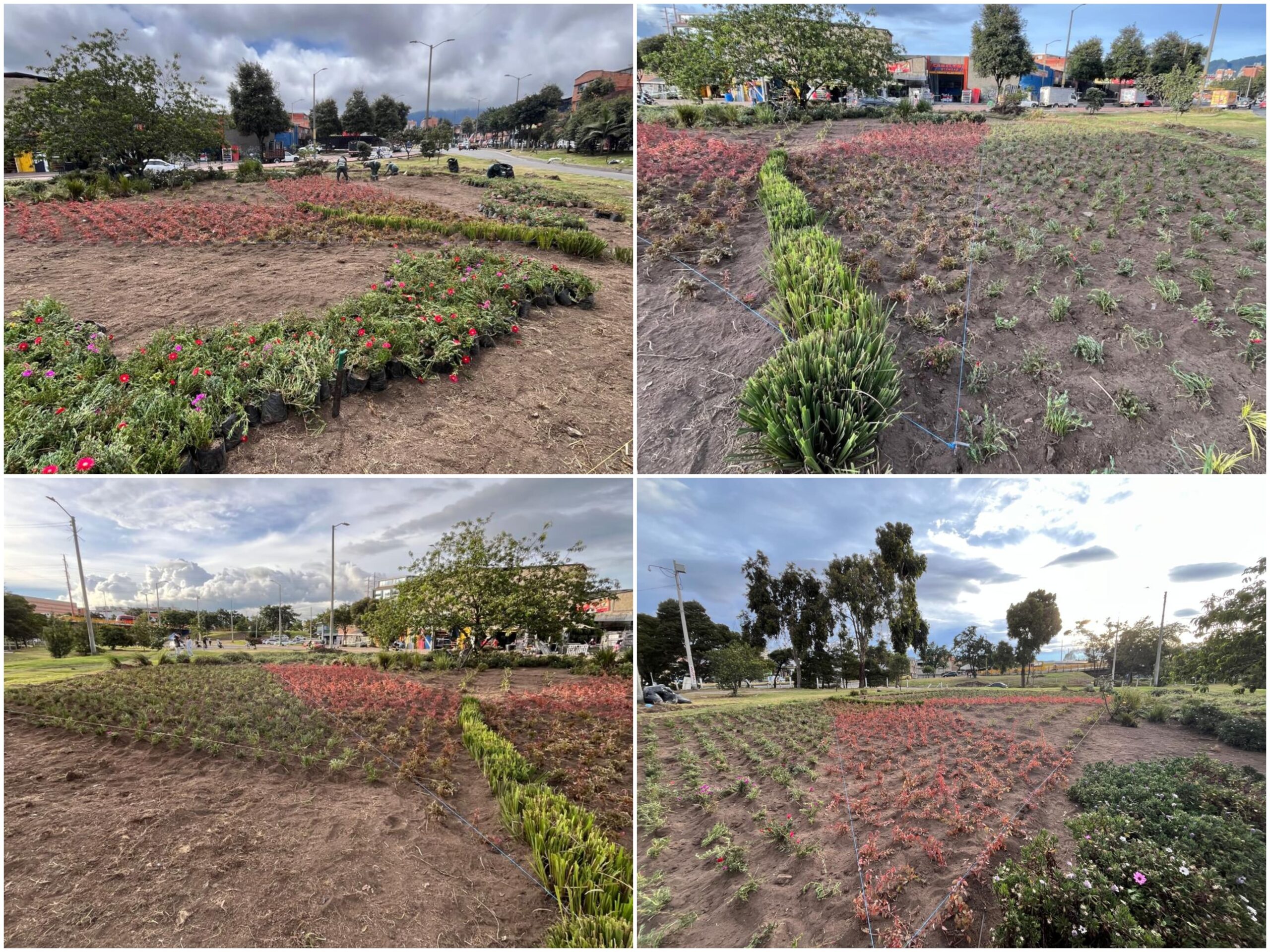 Historias del verde urbano: El nuevo jardín biodiverso del Bravo Páez