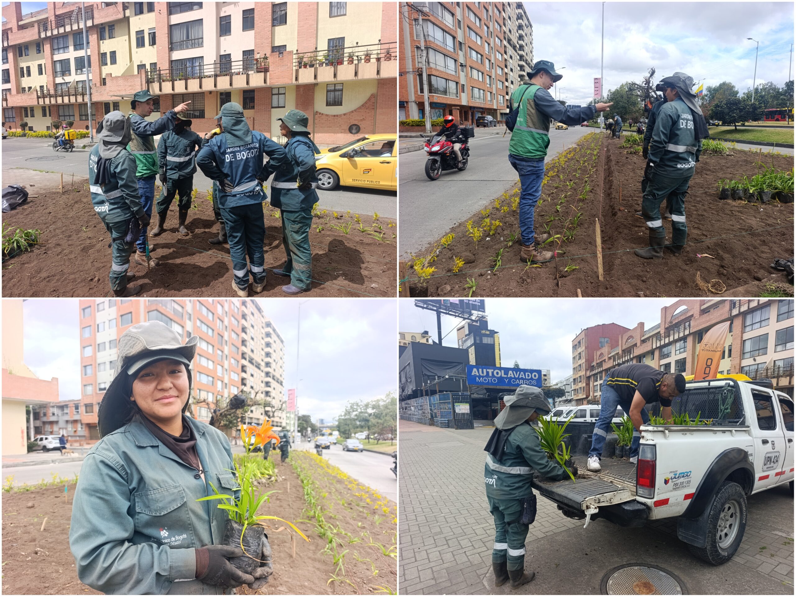 Historias del verde urbano: ¡Dos jardineras de la calle 26 vuelven a florecer! Historias del verde urbano: ¡Dos jardineras de la calle 26 vuelven a florecer!