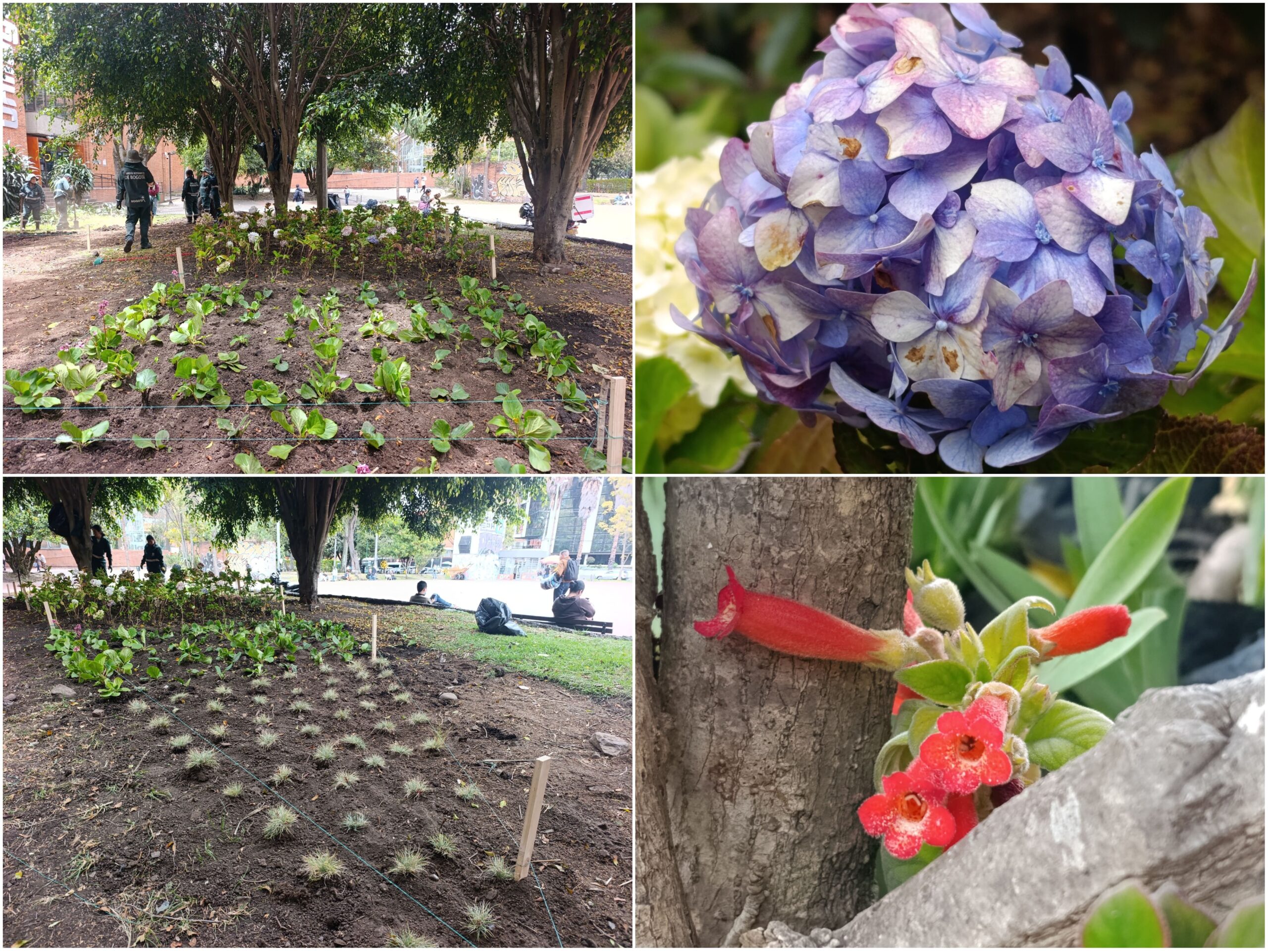 Historias del verde urbano: El cambio extremo de la jardinera de Unilago Historias del verde urbano: El cambio extremo de la jardinera de Unilago