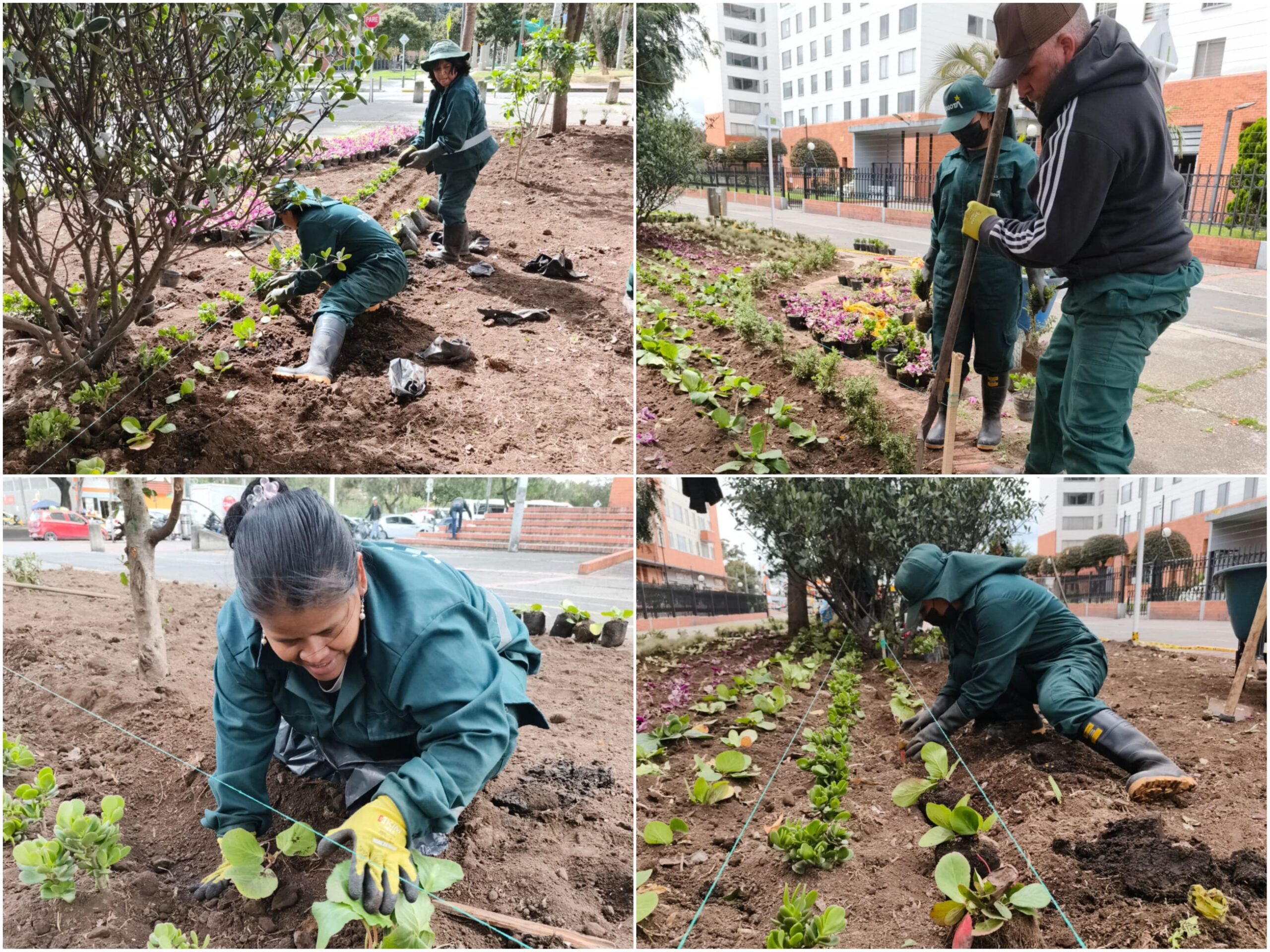 Historias del verde urbano: Los Zapaticos: la jardinera de Salitre Occidental que volvió a la vida Historias del verde urbano: Los Zapaticos: la jardinera de Salitre Occidental que volvió a la vida