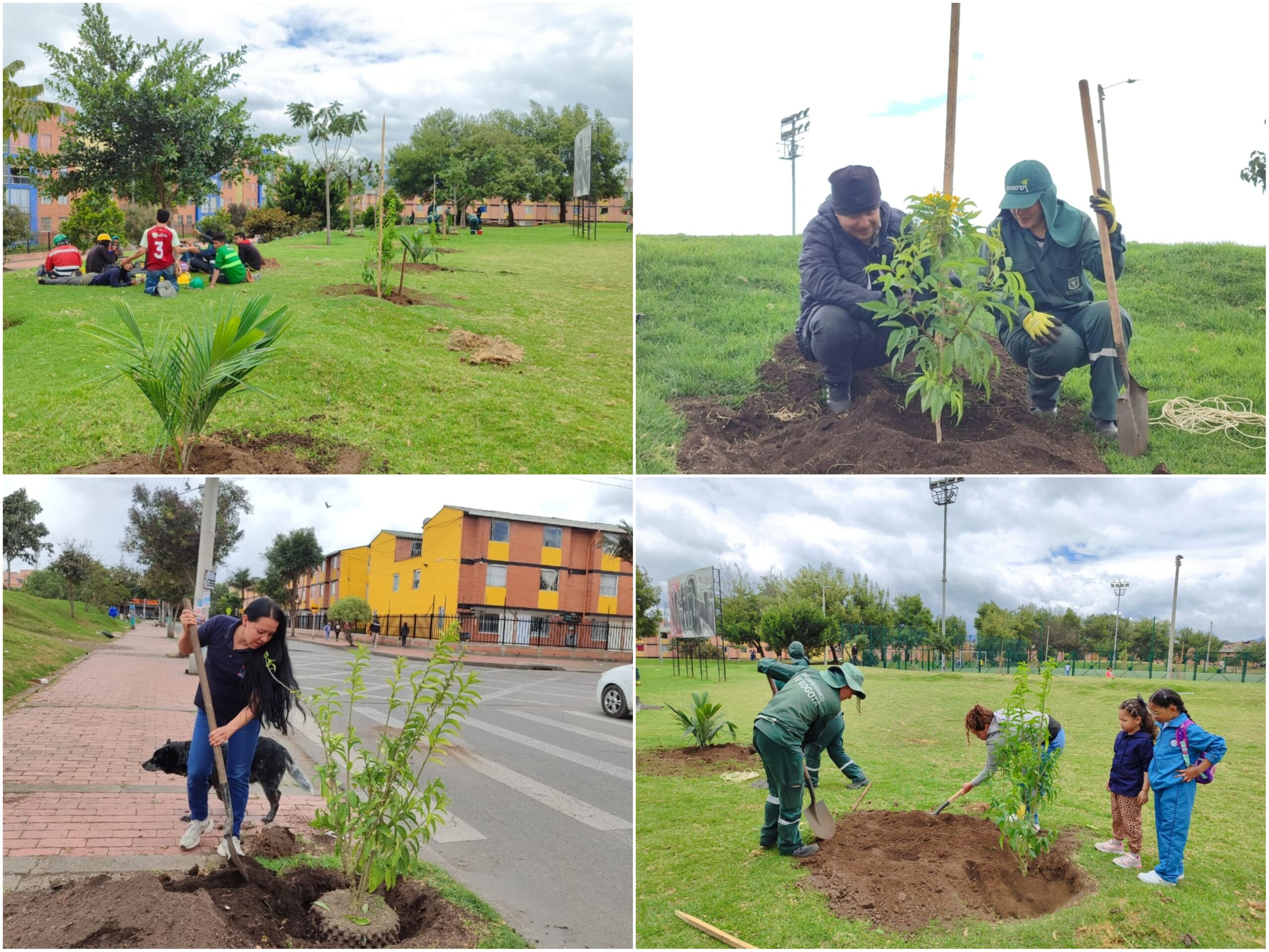 Historias del verde urbano: Bogotá sumó 403 nuevos árboles y arbustos a su cobertura vegetal a finales de agosto