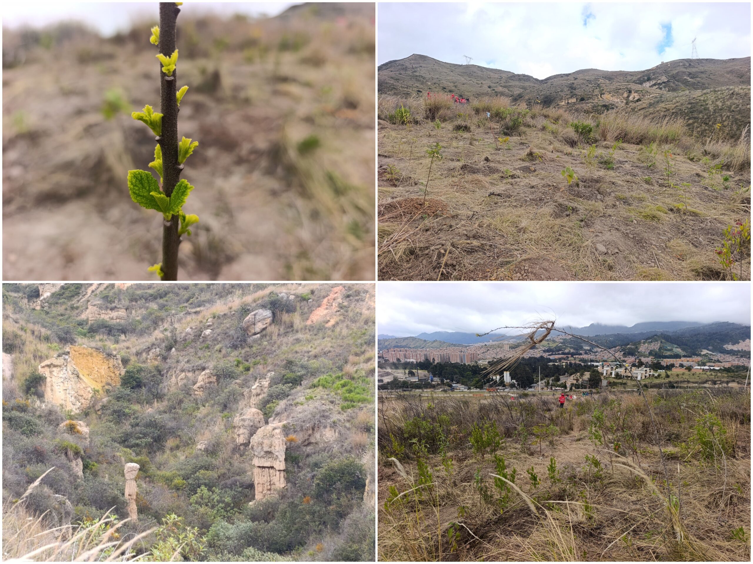 Historias del verde urbano: ¡Novedoso proyecto de restauración ecológica en las montañas de Ciudad Bolívar prendió motores! Historias del verde urbano: ¡Novedoso proyecto de restauración ecológica en las montañas de Ciudad Bolívar prendió motores!