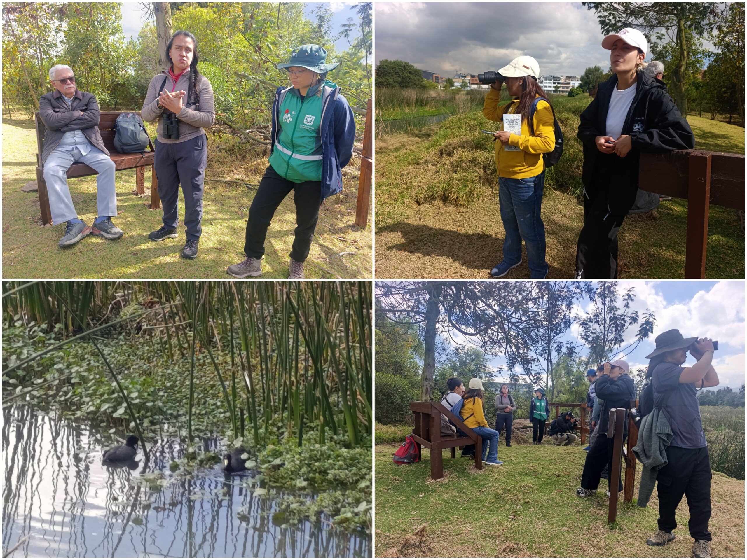 “Entre bosques y humedales”: un recorrido de conexión por una esponja hídrica de Fontibón “Entre bosques y humedales”: un recorrido de conexión por una esponja hídrica de Fontibón